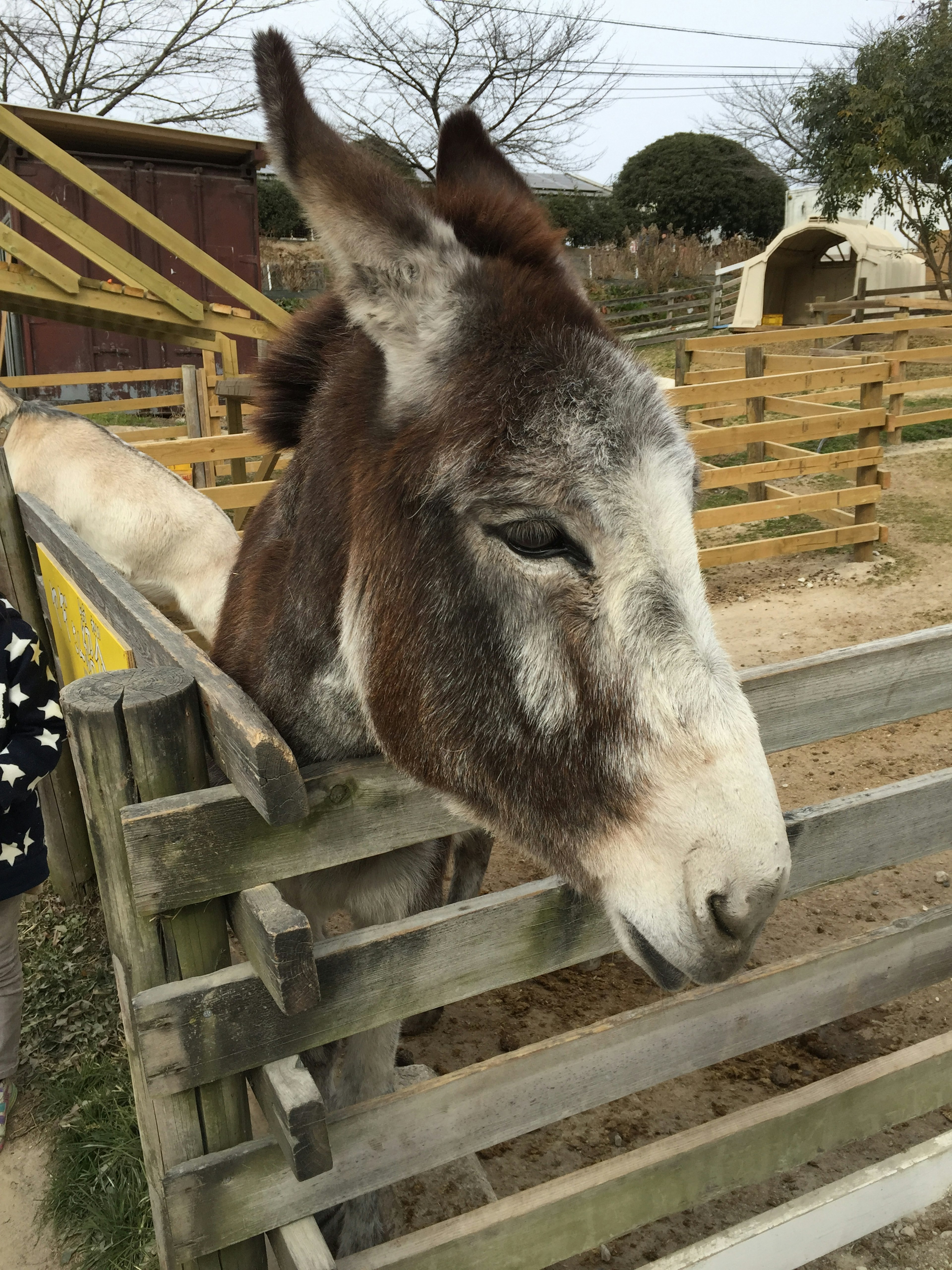 Burro marrón asomándose sobre una cerca de madera