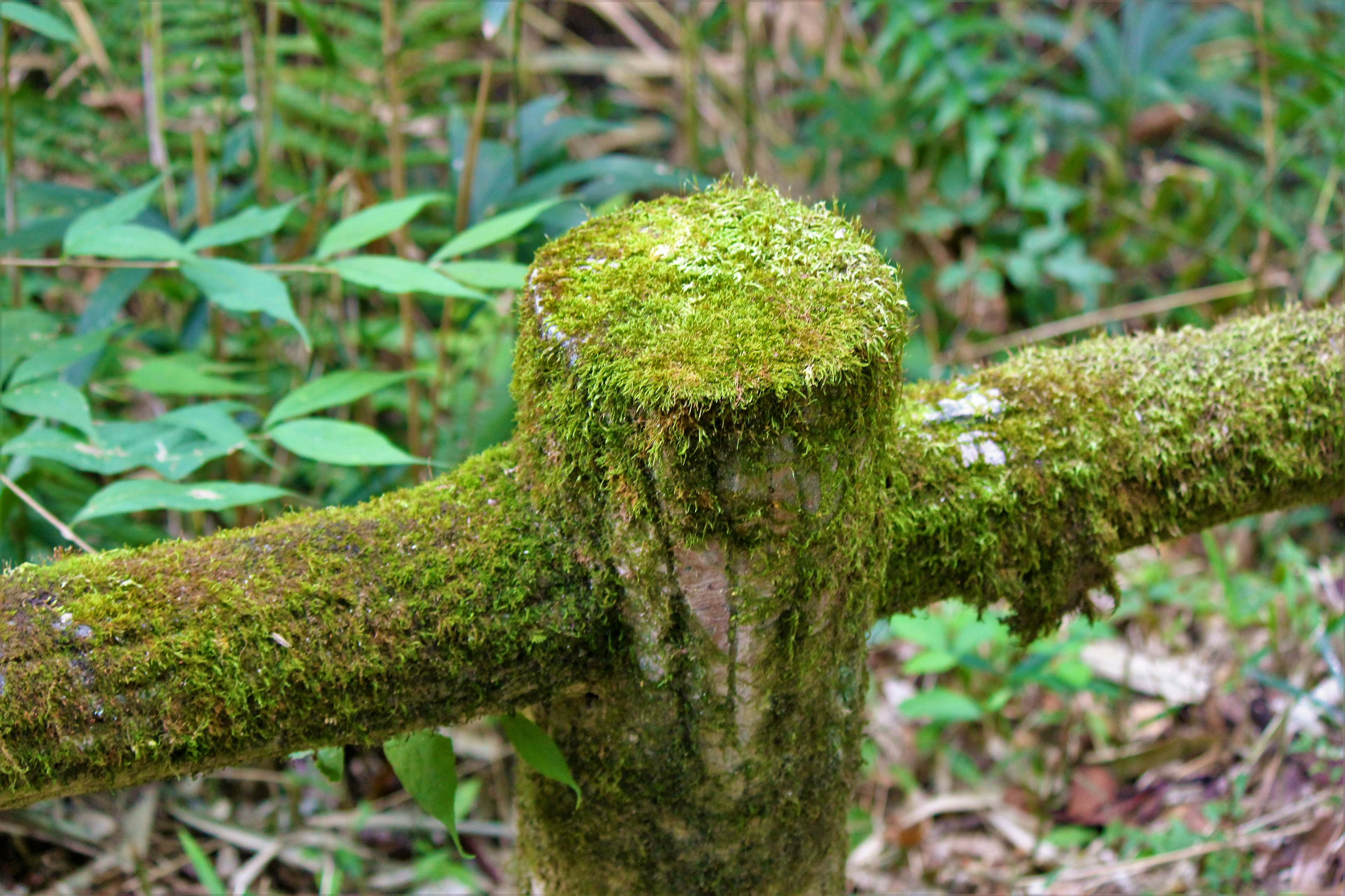 苔むした丸太と緑の葉が特徴的な森の風景