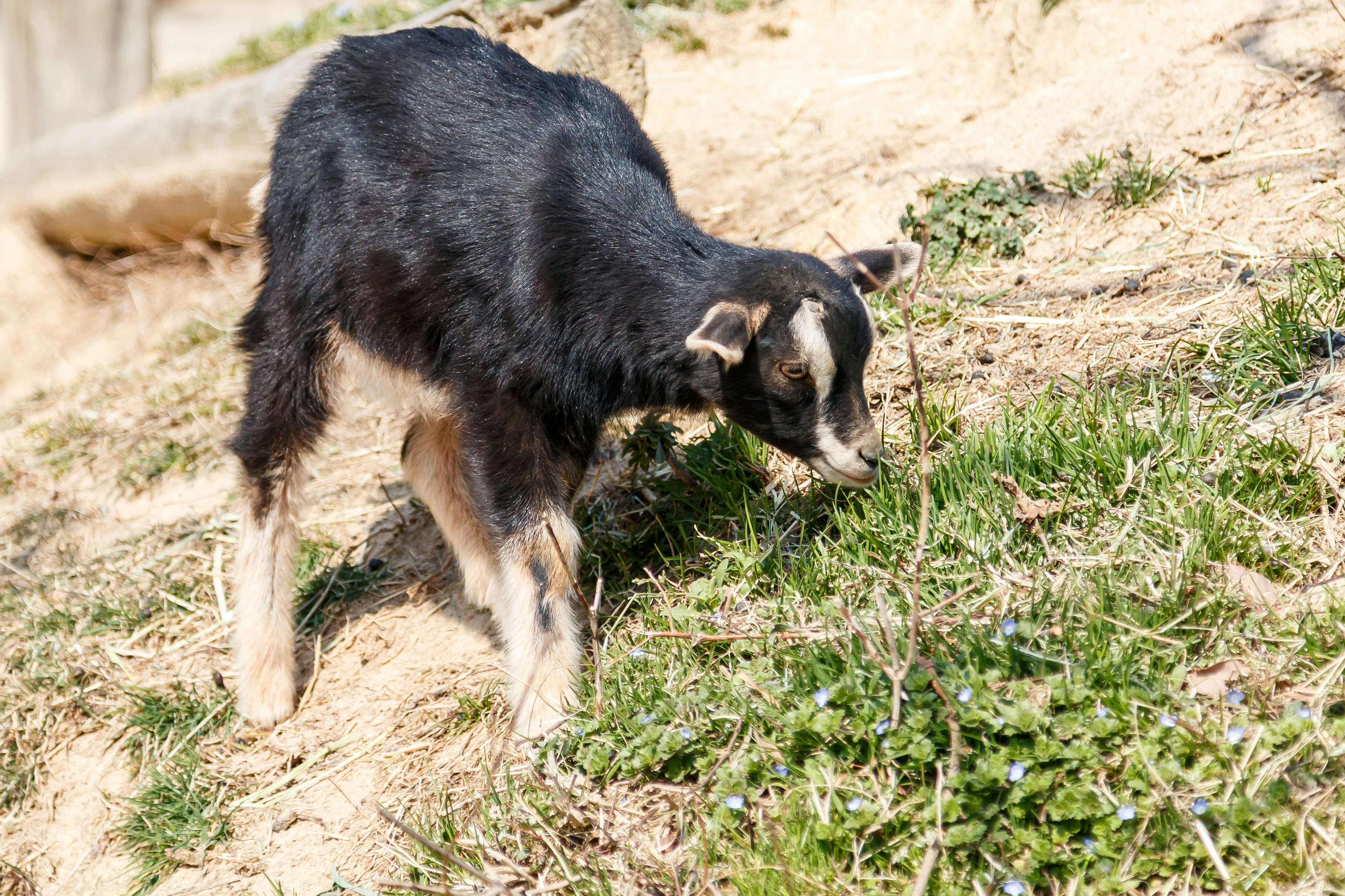 Anak kambing hitam merumput di rumput