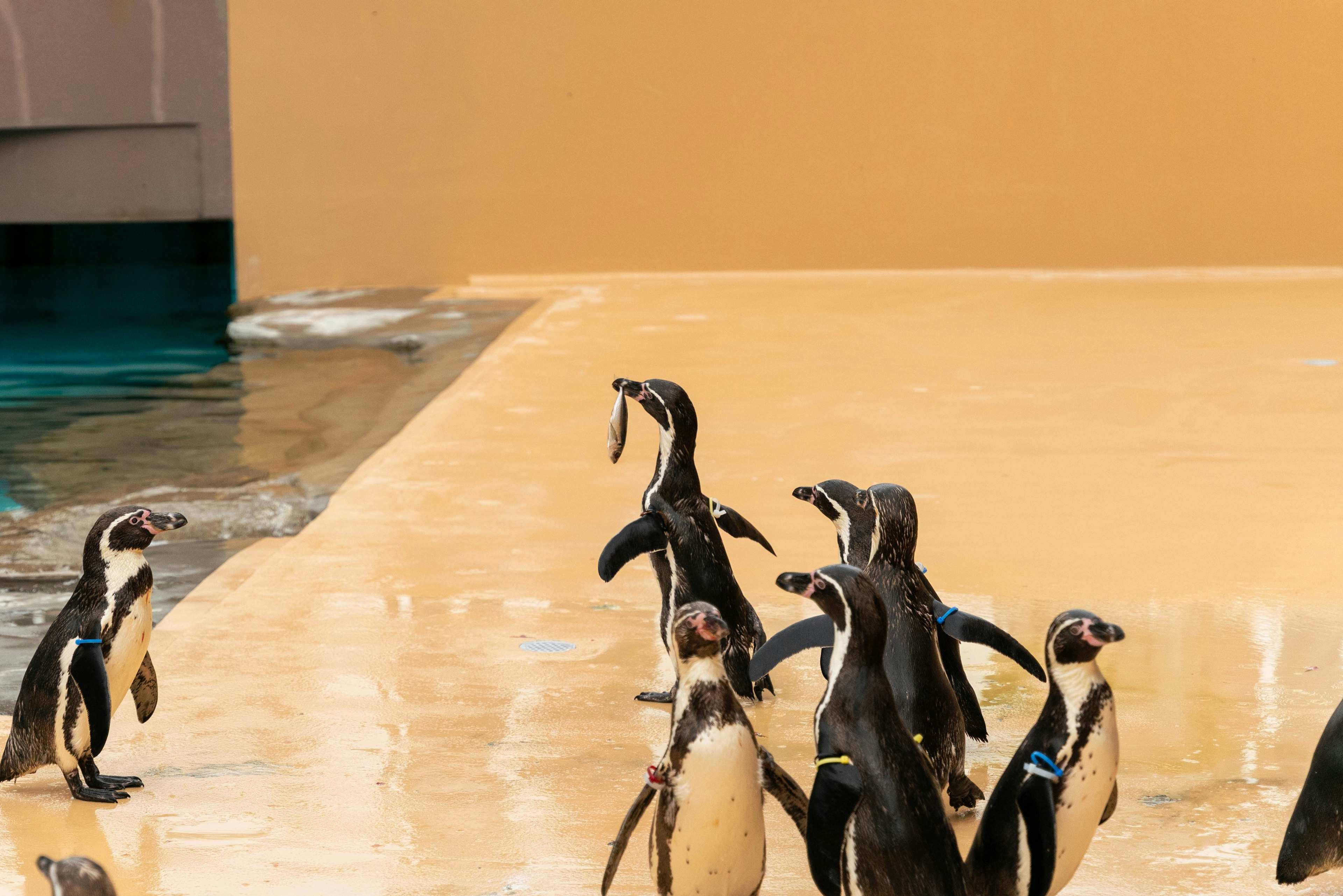 A group of penguins gathered by the water with a yellow background