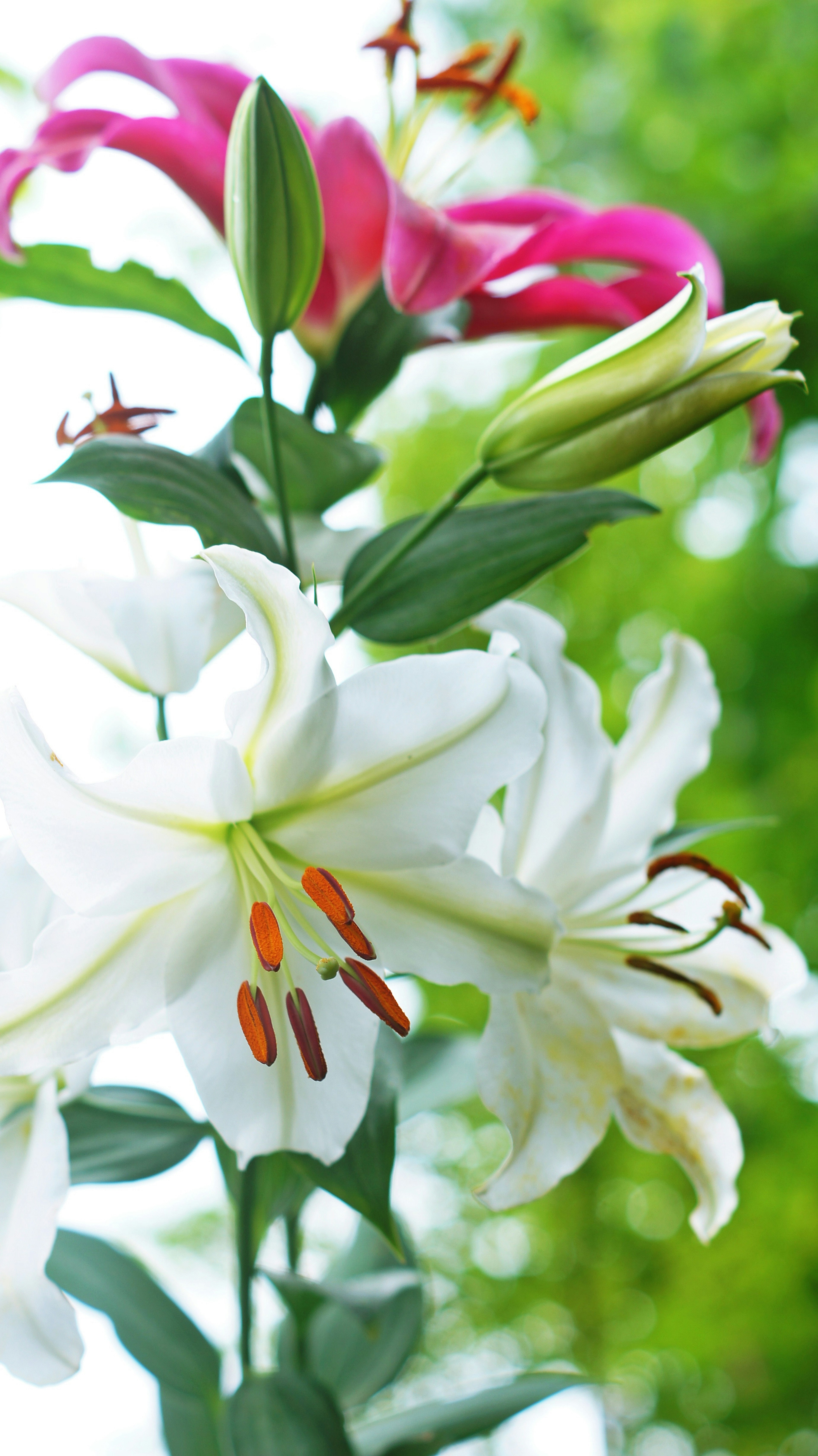 Primer plano de lirios blancos y rosas en flor con follaje verde de fondo