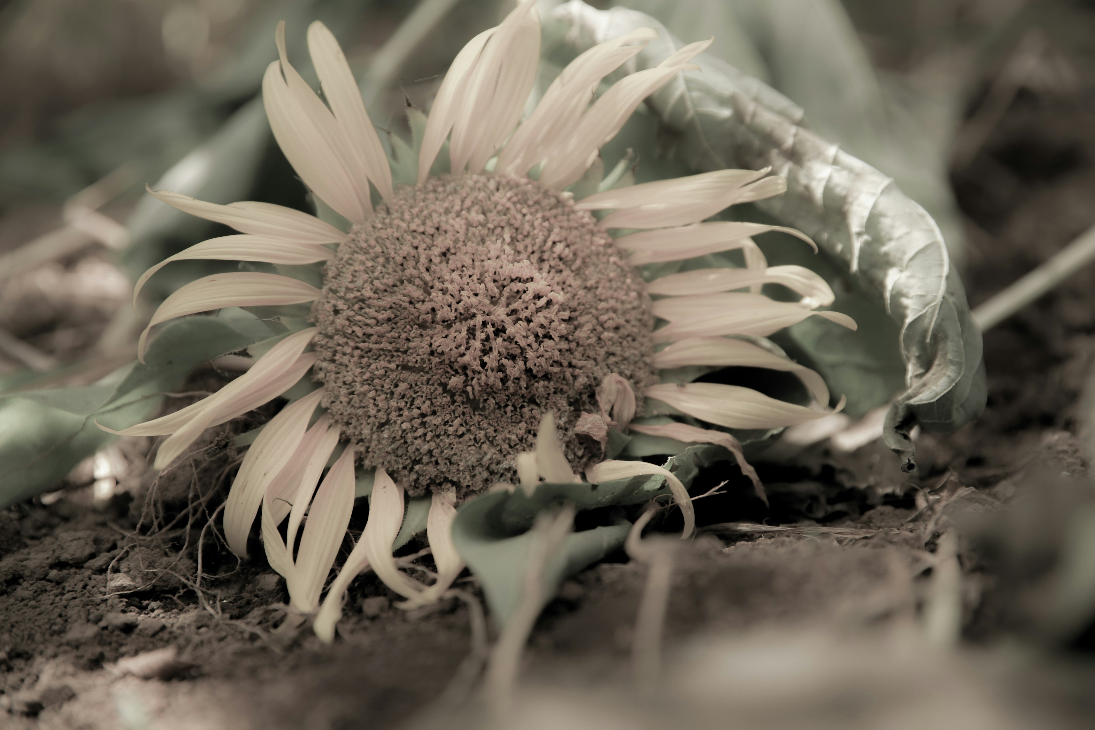 地面に倒れたひまわりの花が特徴的で周りに葉が散らばっている