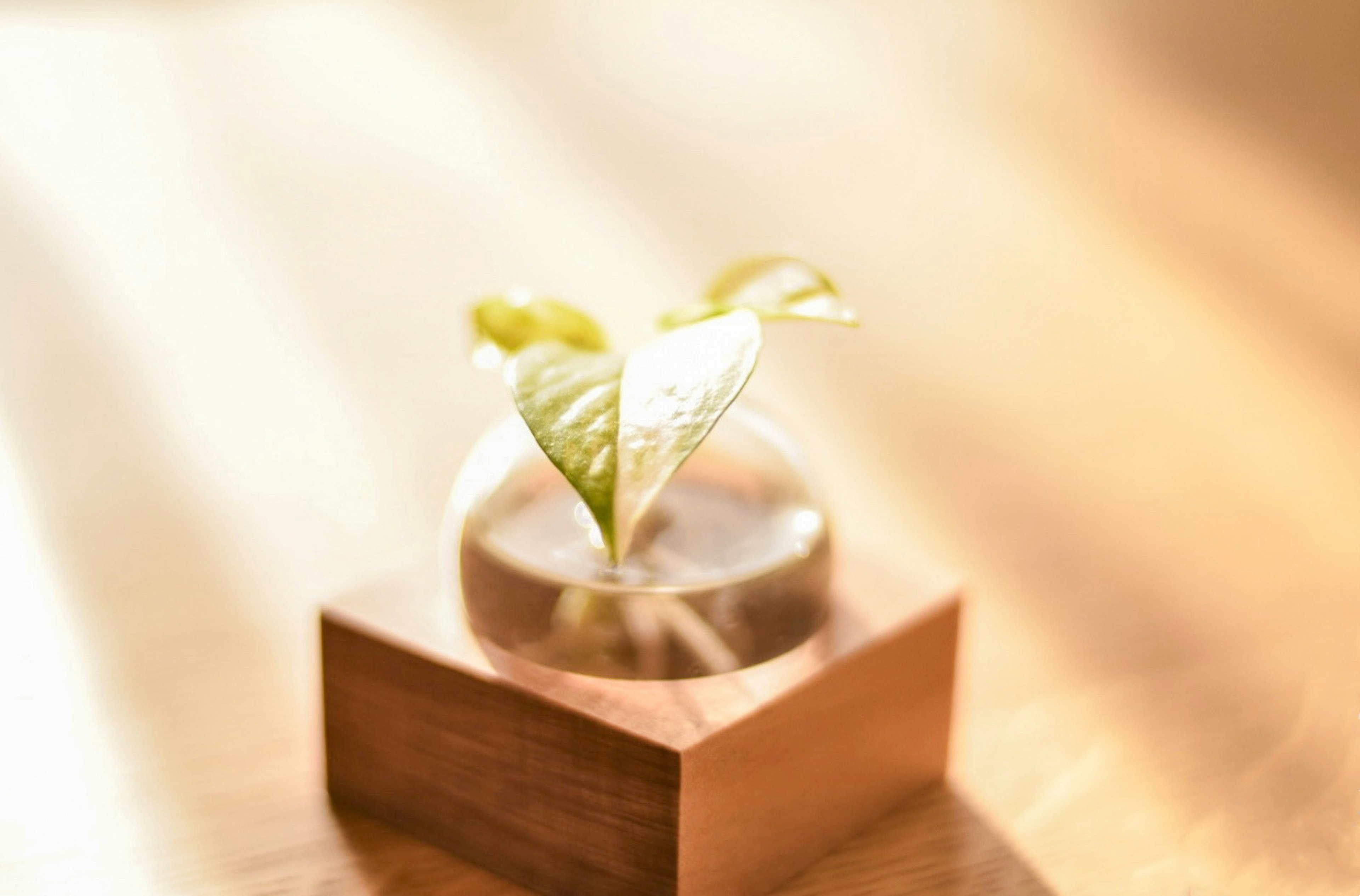 Una hoja verde en un recipiente transparente sobre una base de madera