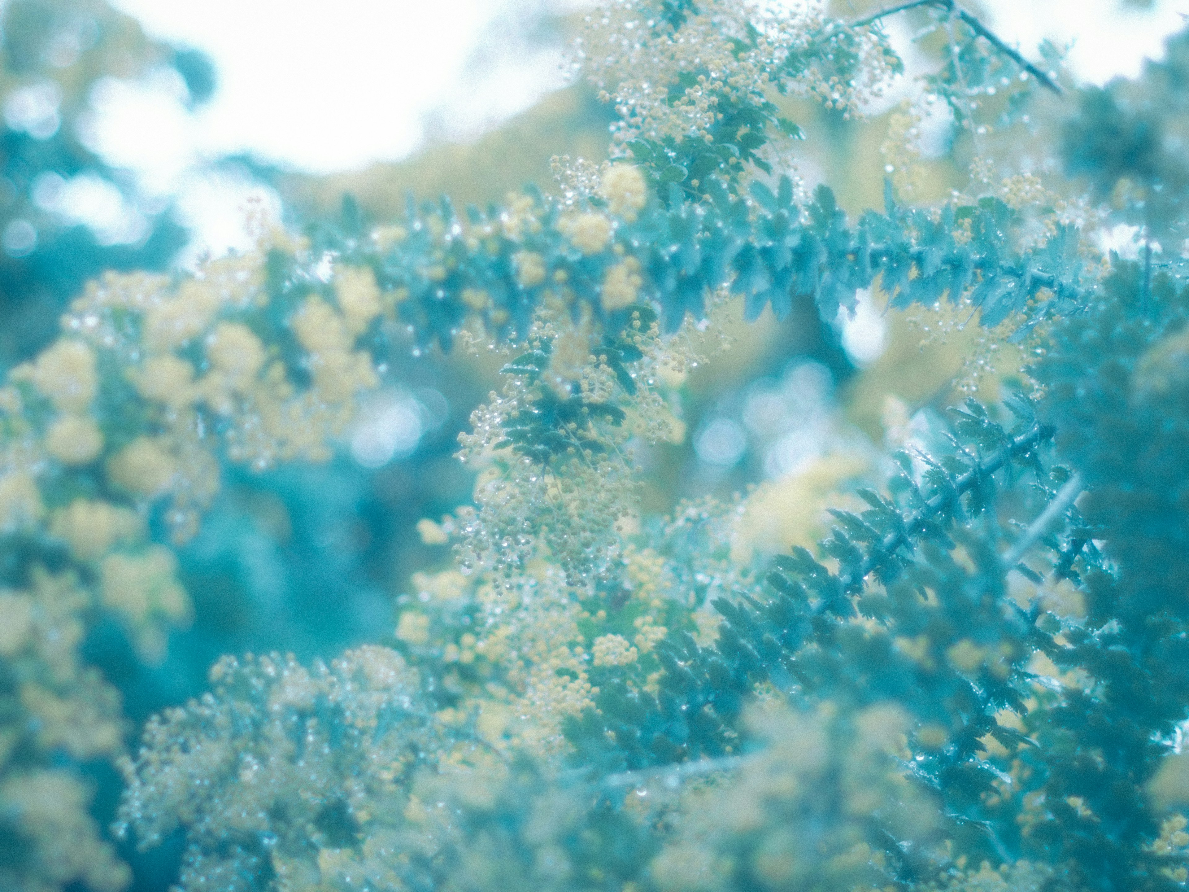 Primo piano di fiori gialli su una pianta con uno sfondo blu chiaro