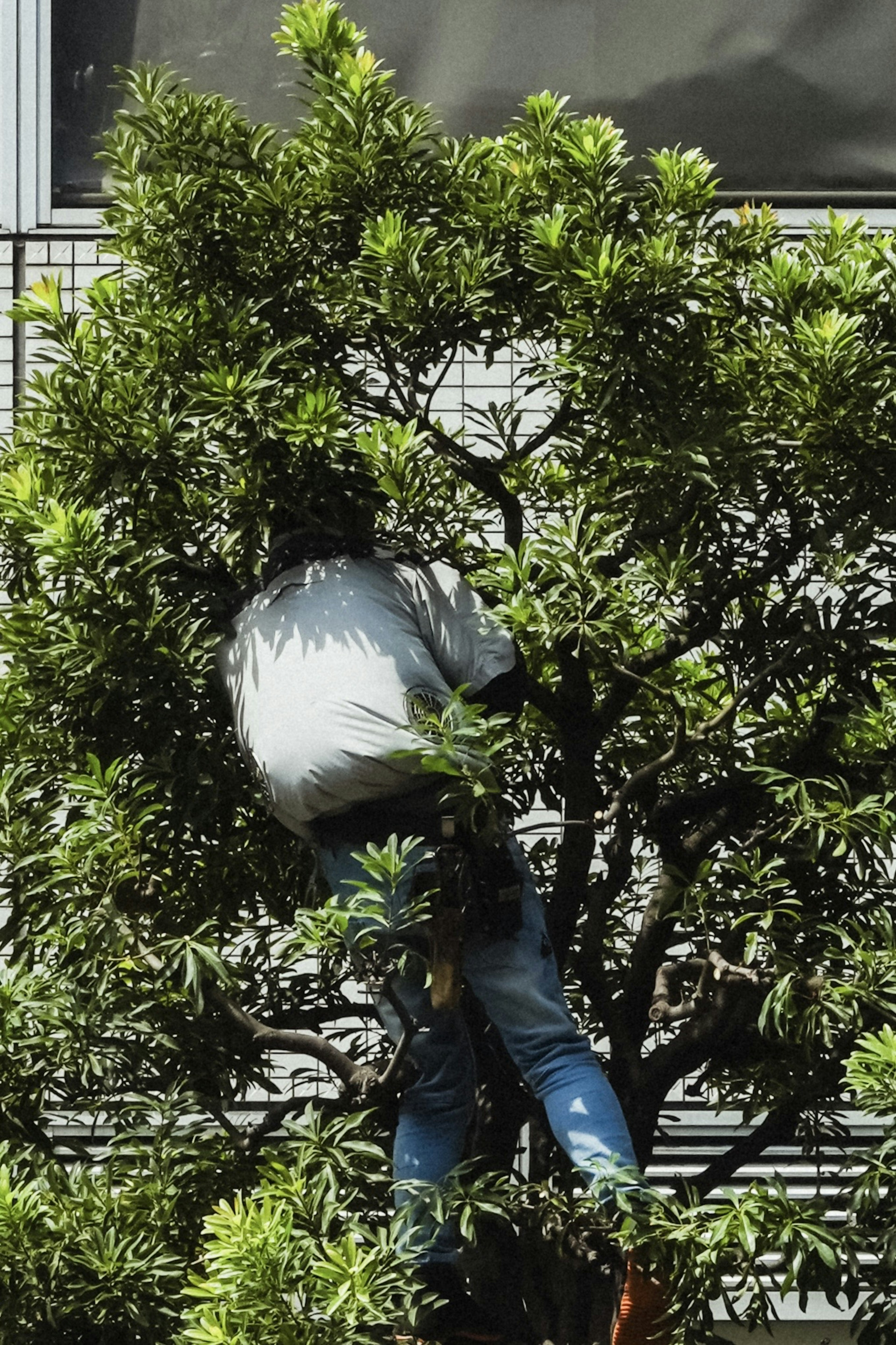 Person working in a tree