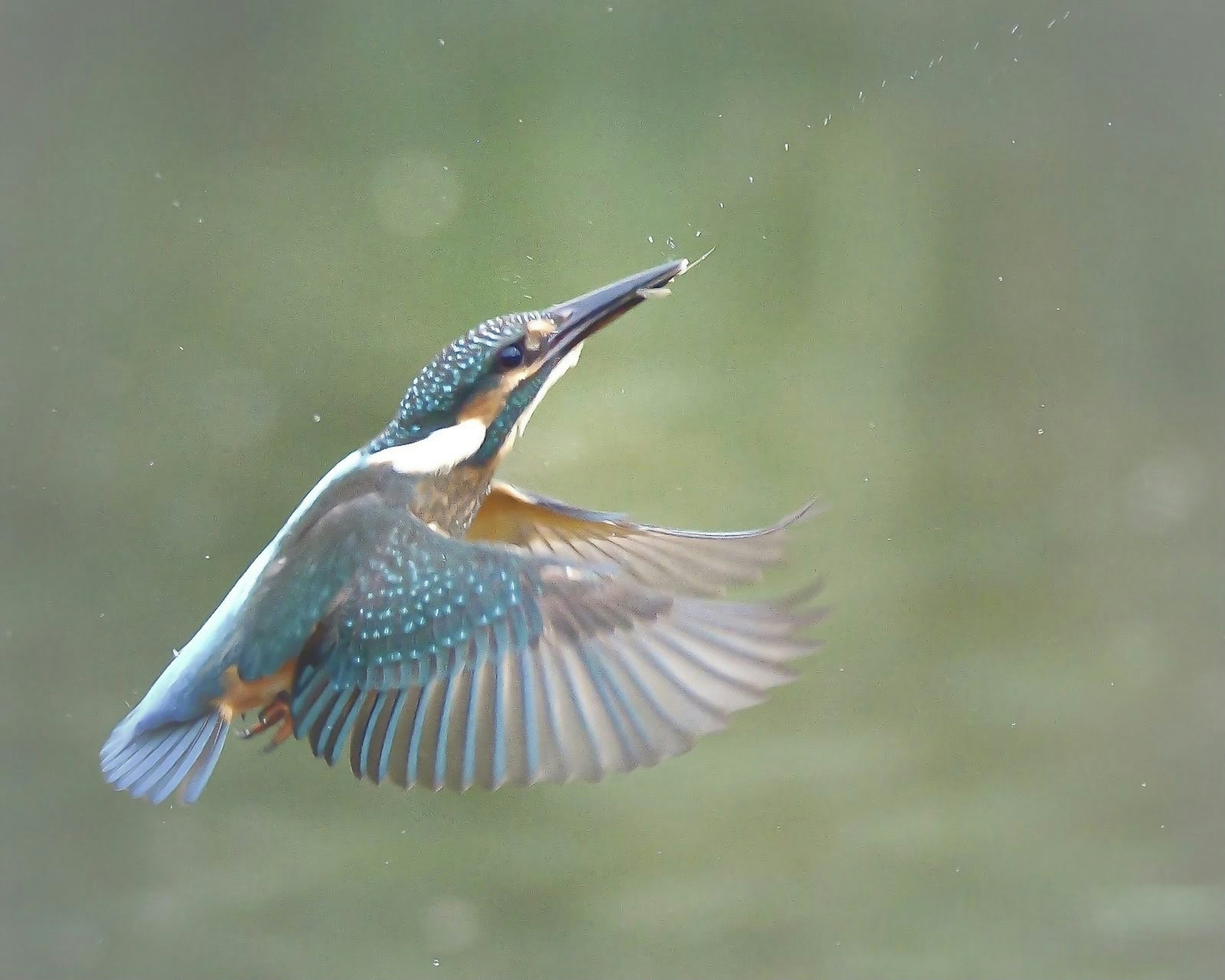 Un martinete con plumas azules flotando en el aire tratando de atrapar un pez pequeño