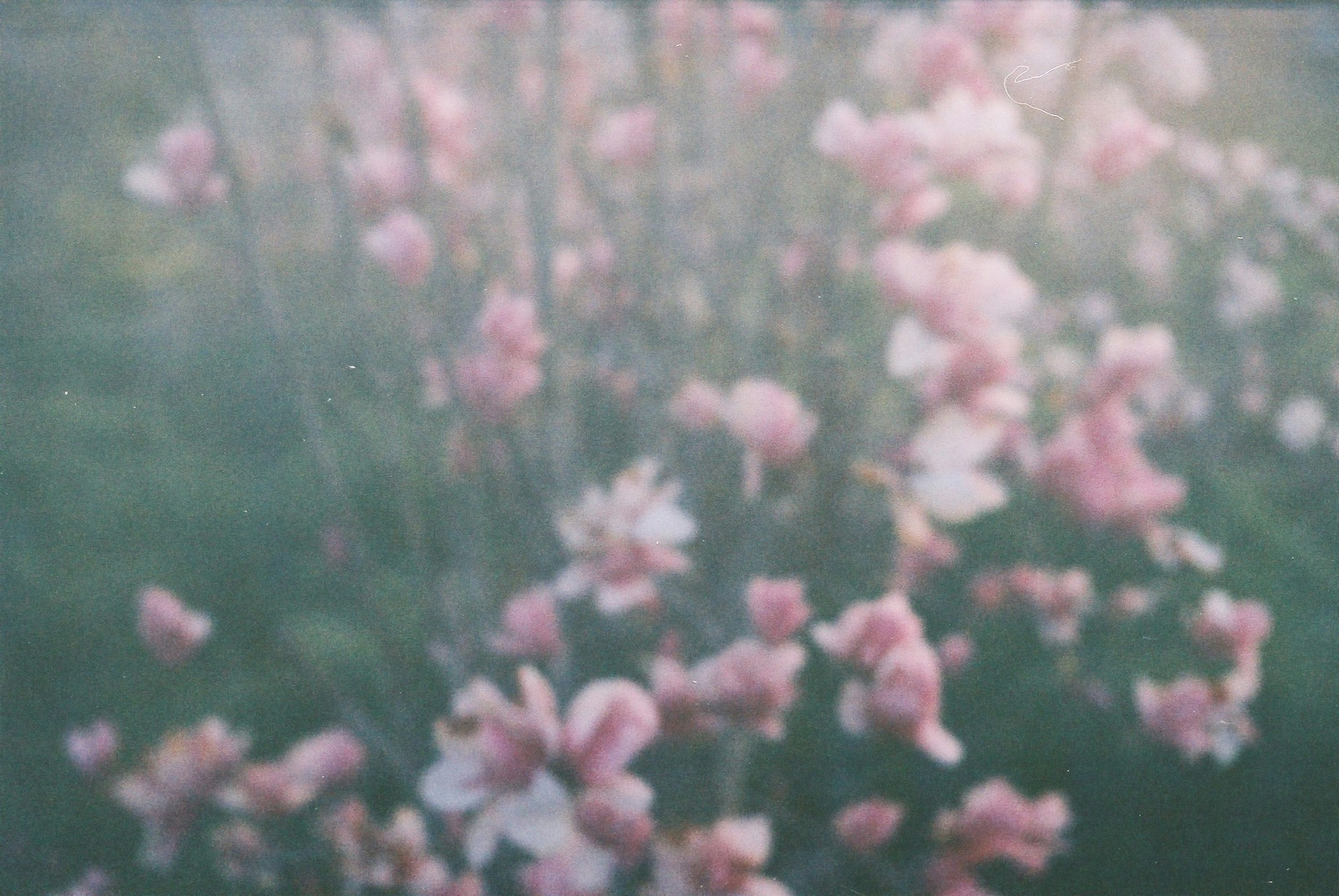 Sanfte rosa Blumen blühen vor einem verschwommenen Hintergrund