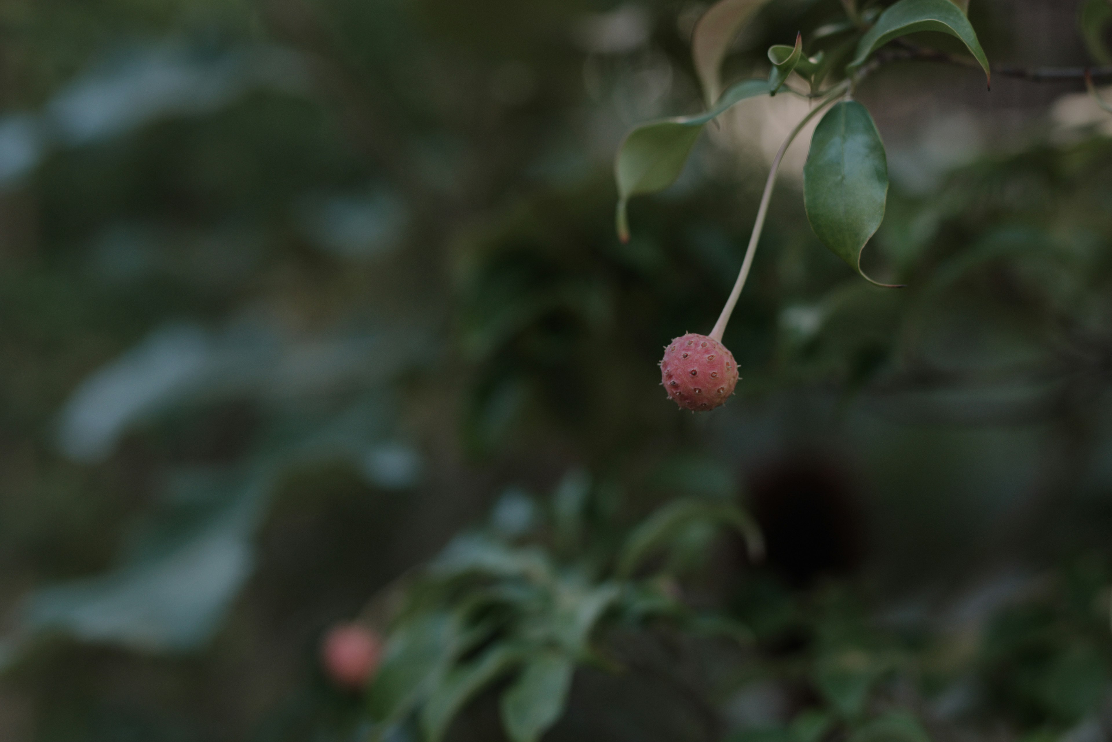 Primer plano de una pequeña fruta rosa colgando de hojas verdes