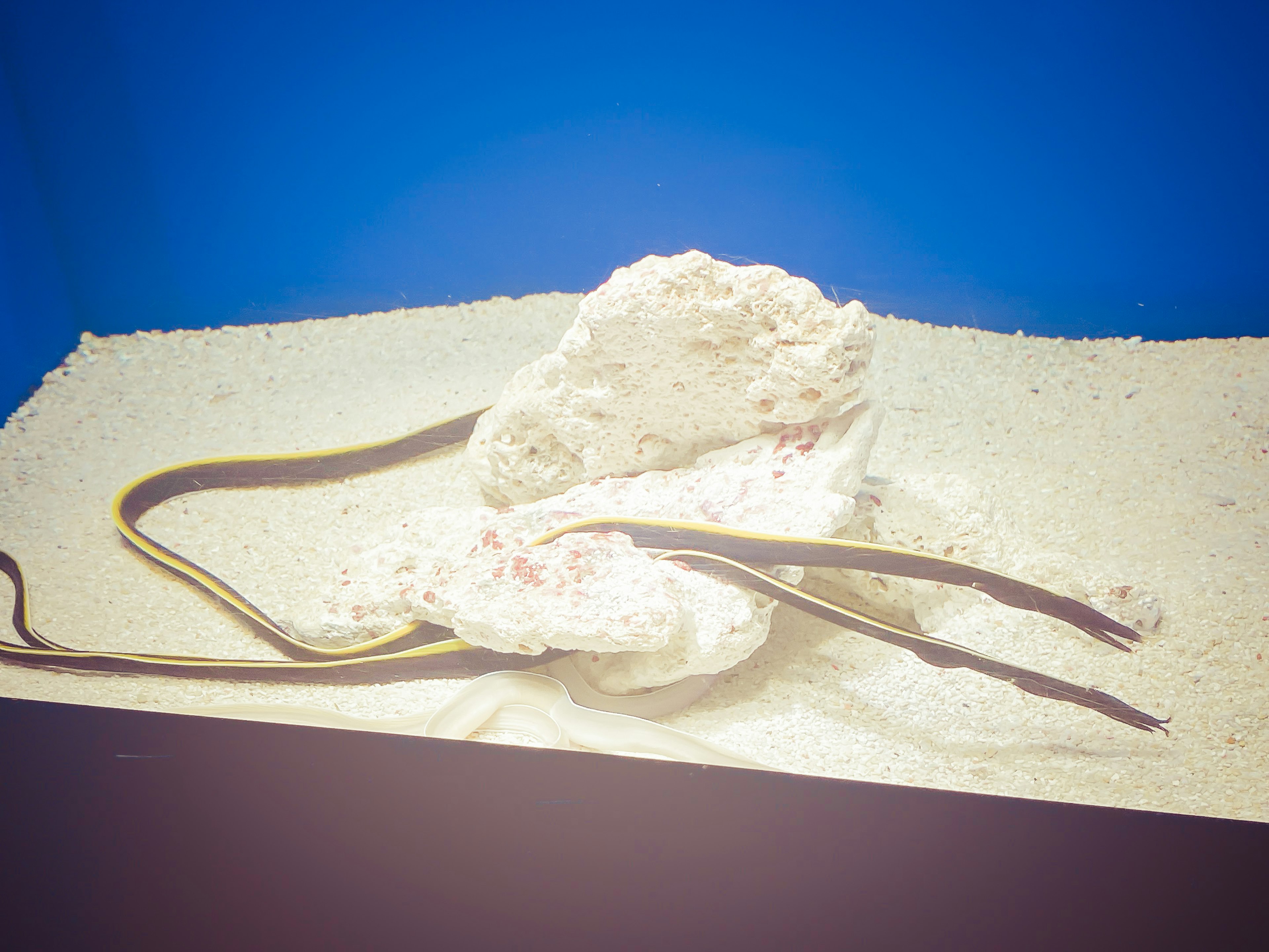 A group of eels near a white rock on sandy bottom