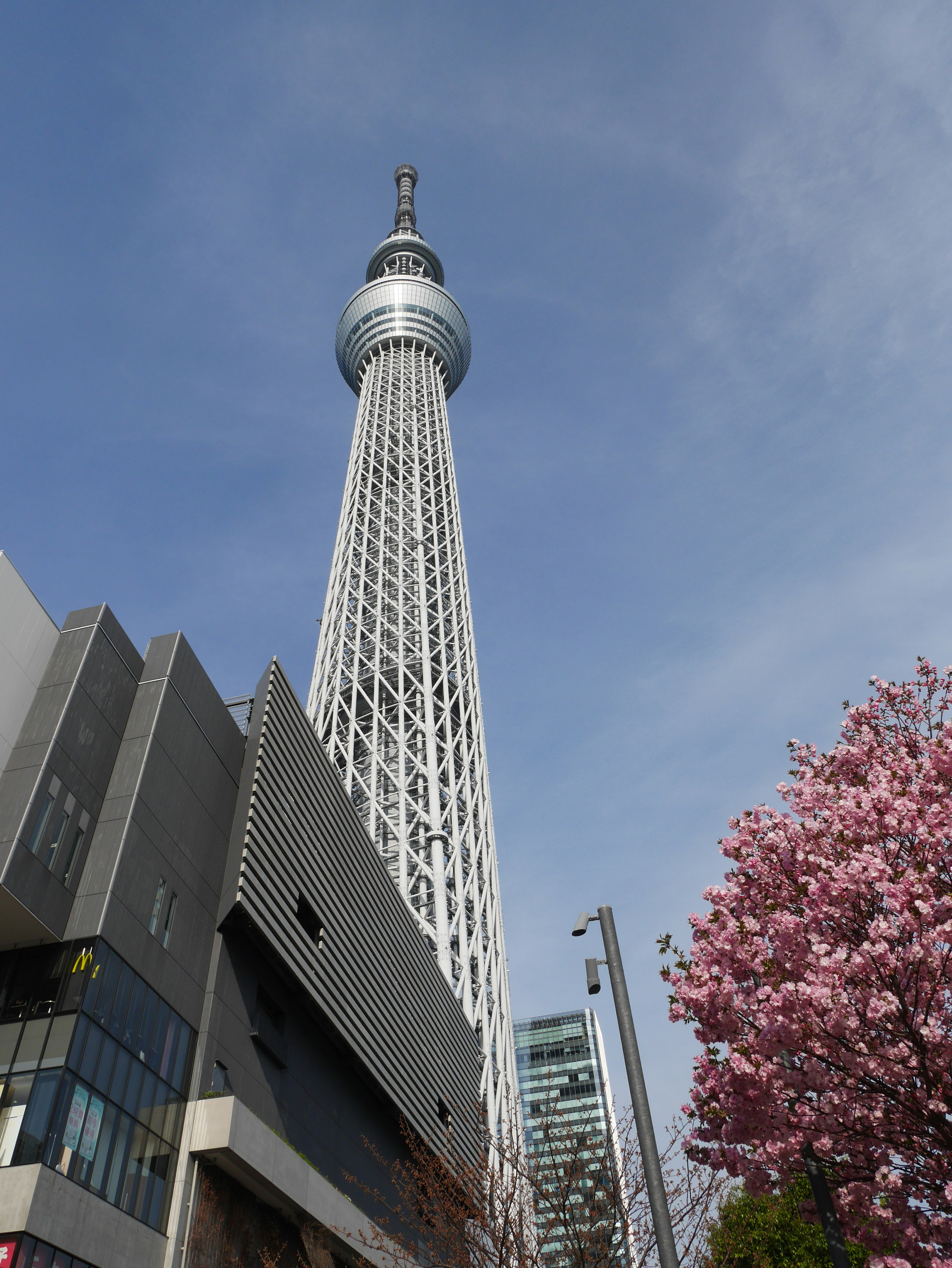 Tokyo Skytree con un árbol de cerezo en flor en primer plano