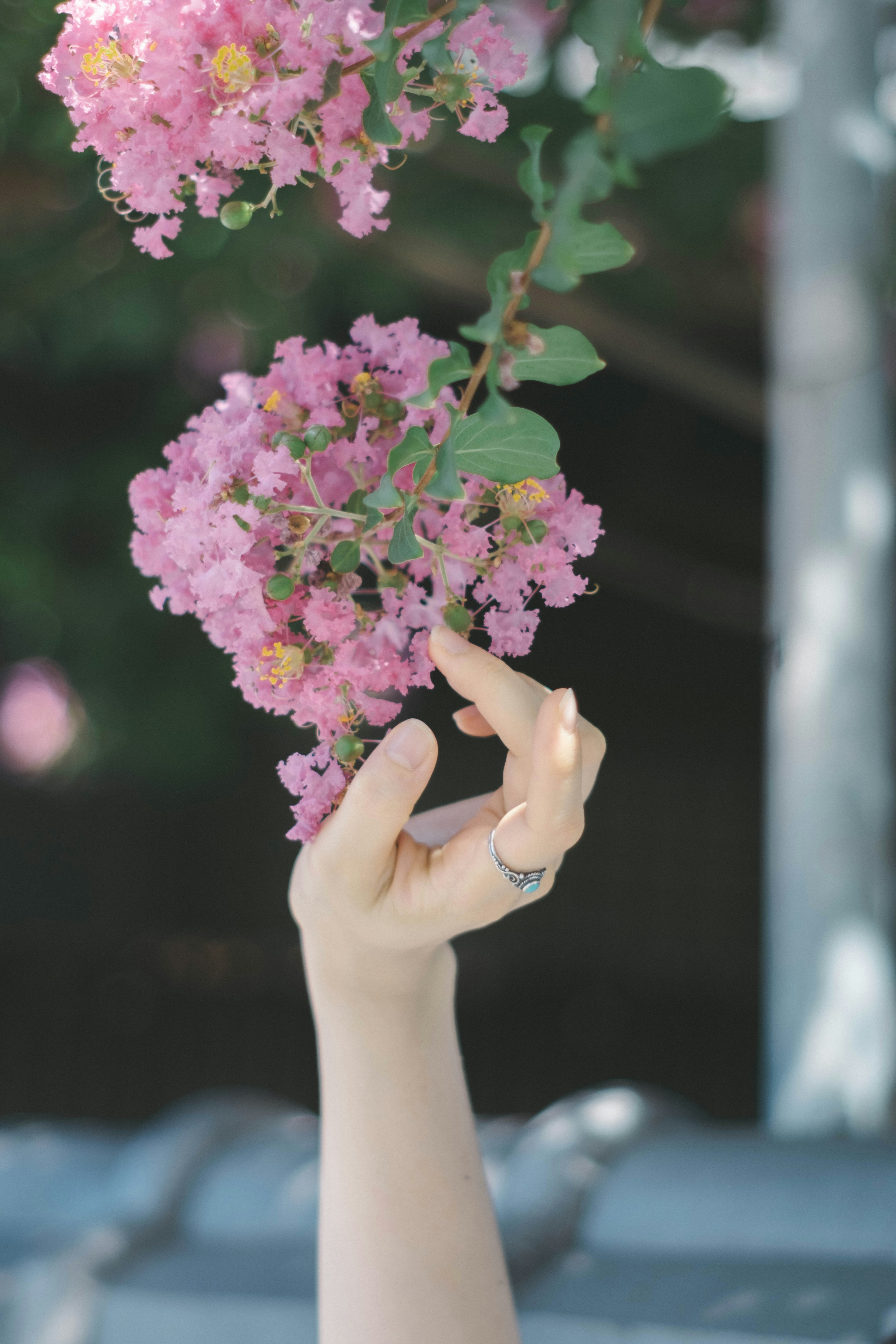 Una mano che raggiunge fiori rosa