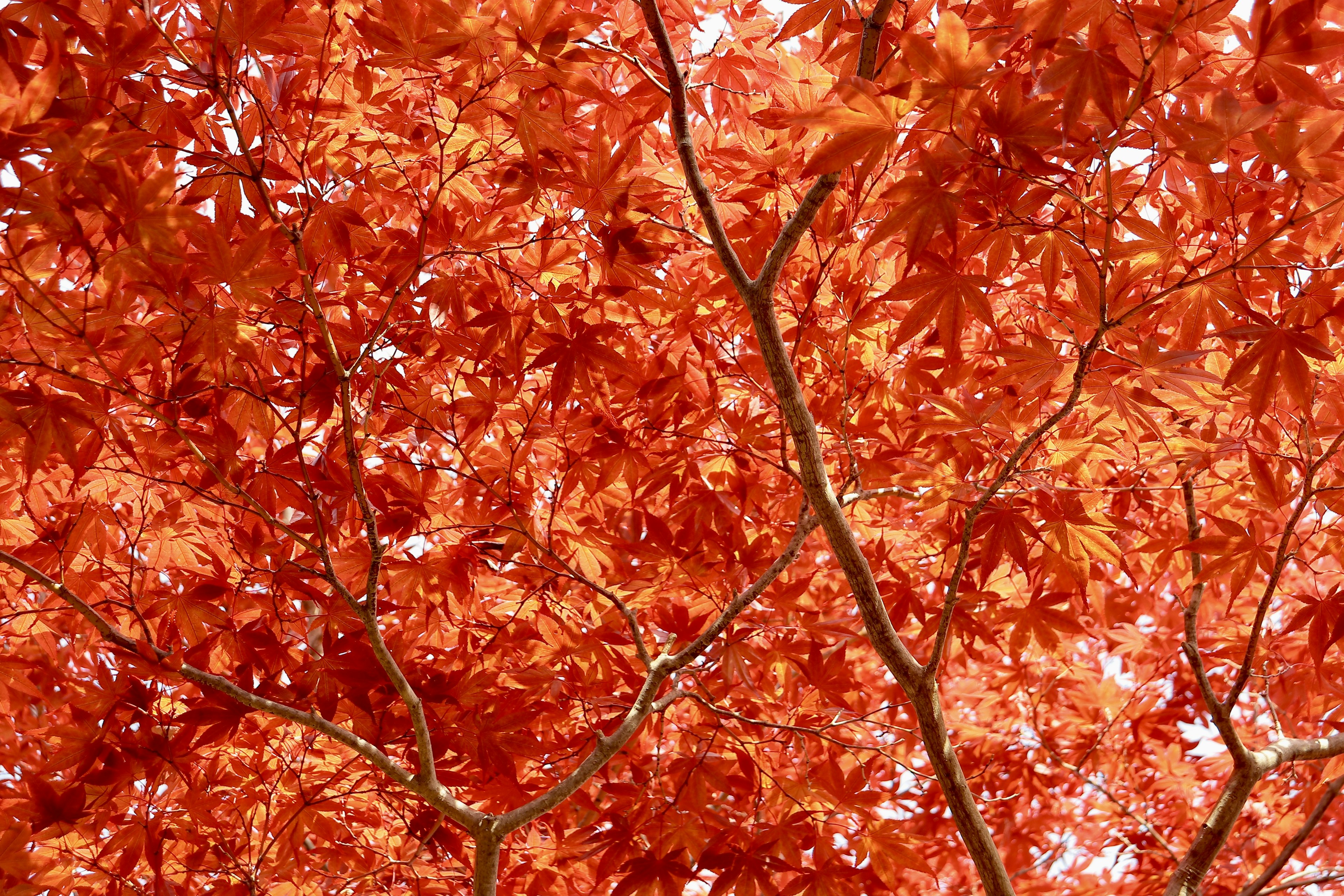 Close-up cabang pohon dengan daun merah cerah