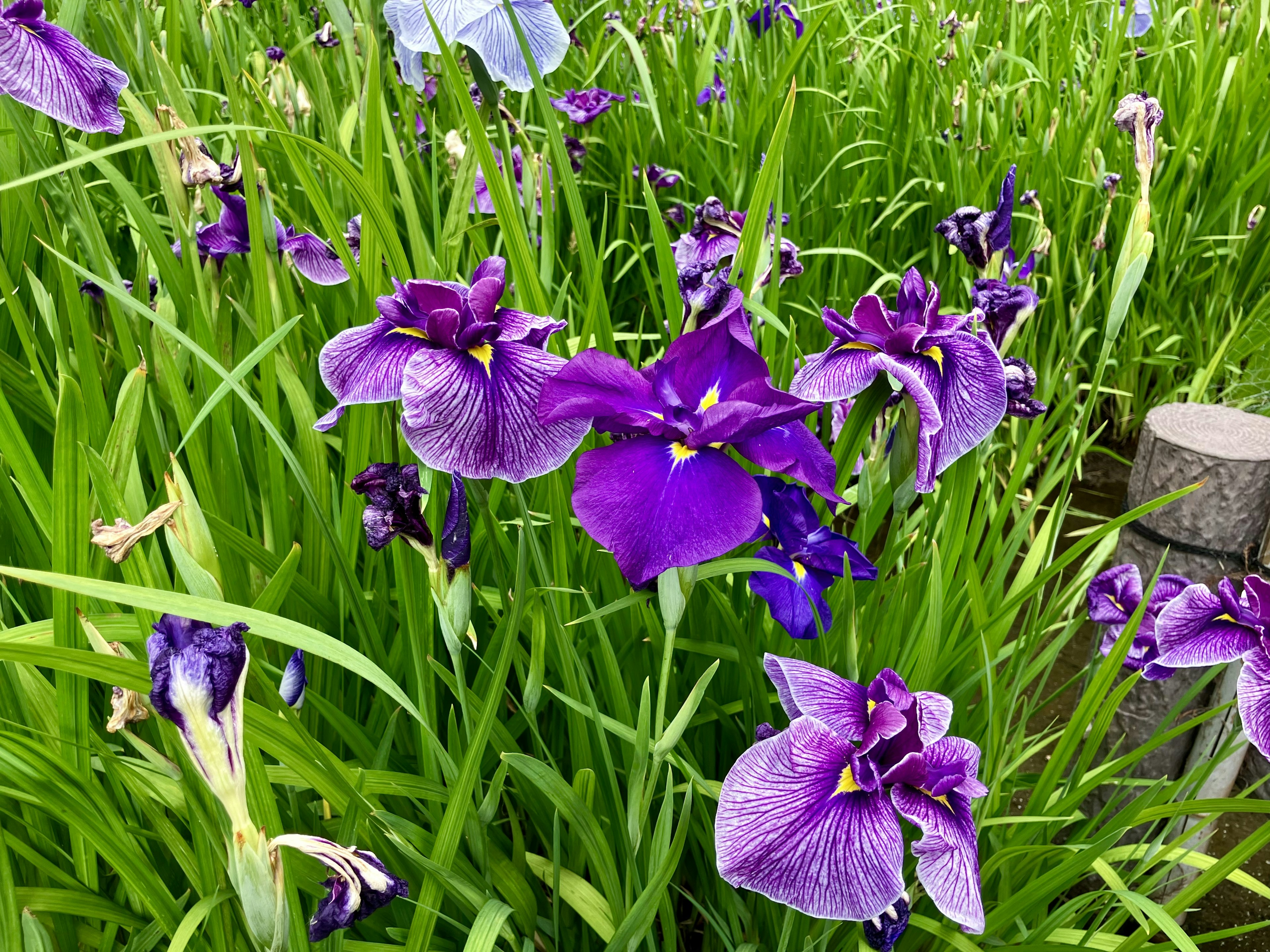 鮮やかな紫色のアヤメの花が緑の草の中に咲いている