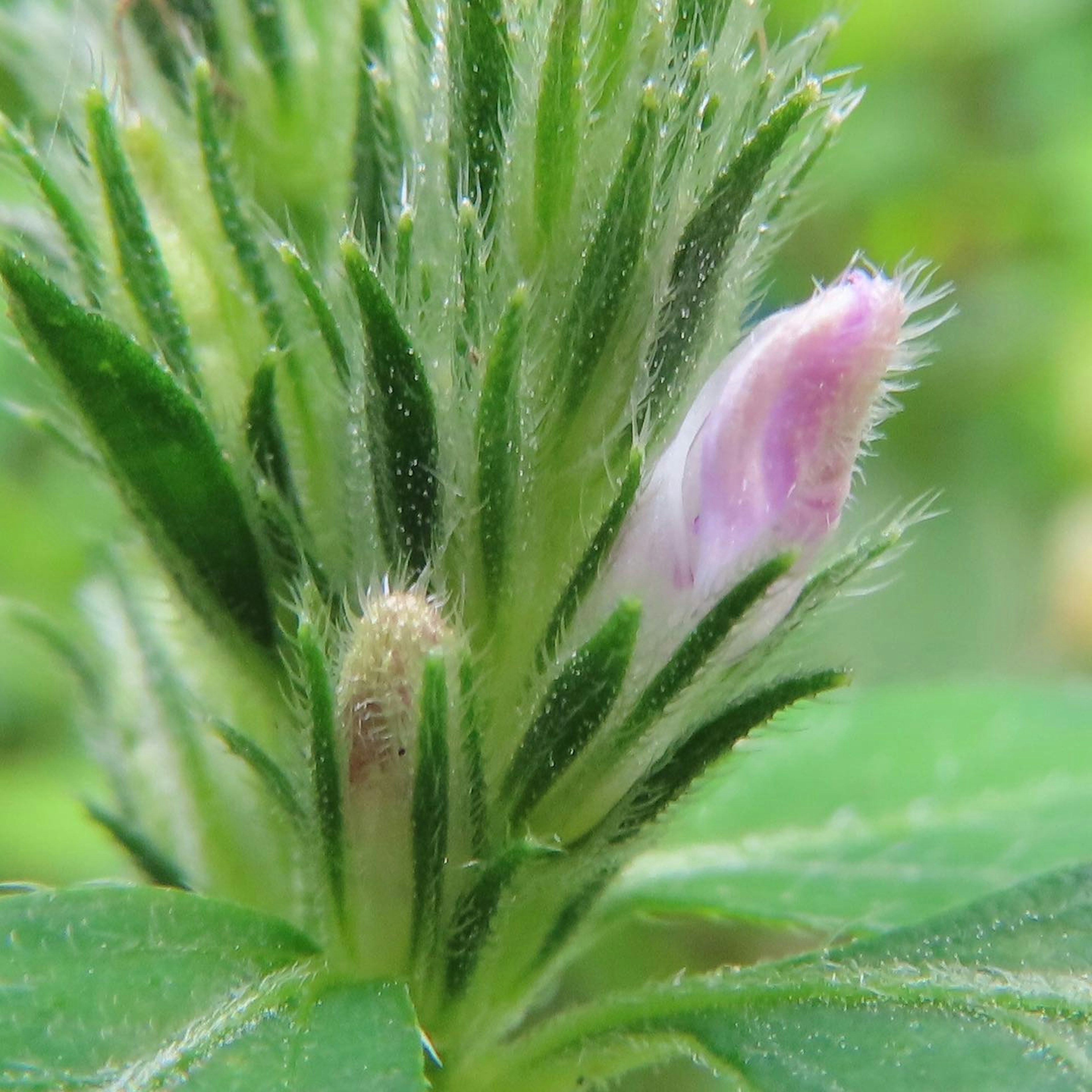 Primo piano di una pianta verde con un bocciolo viola