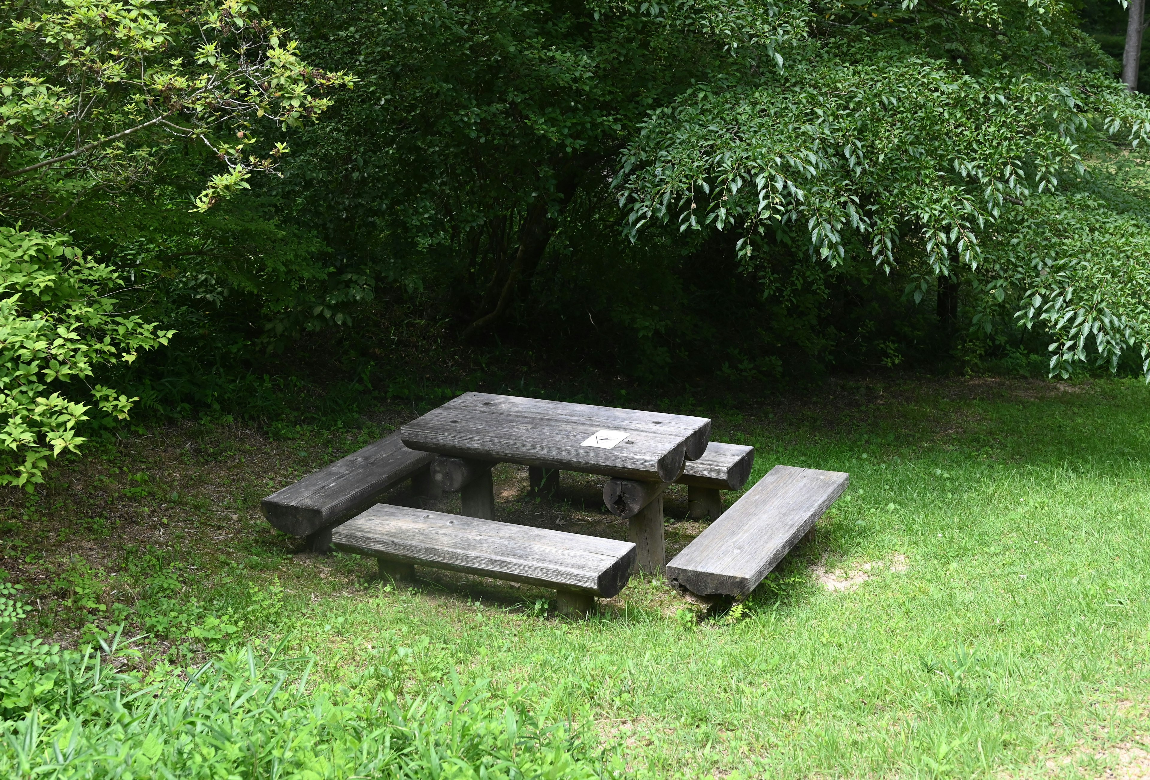 Wooden picnic table and benches surrounded by greenery