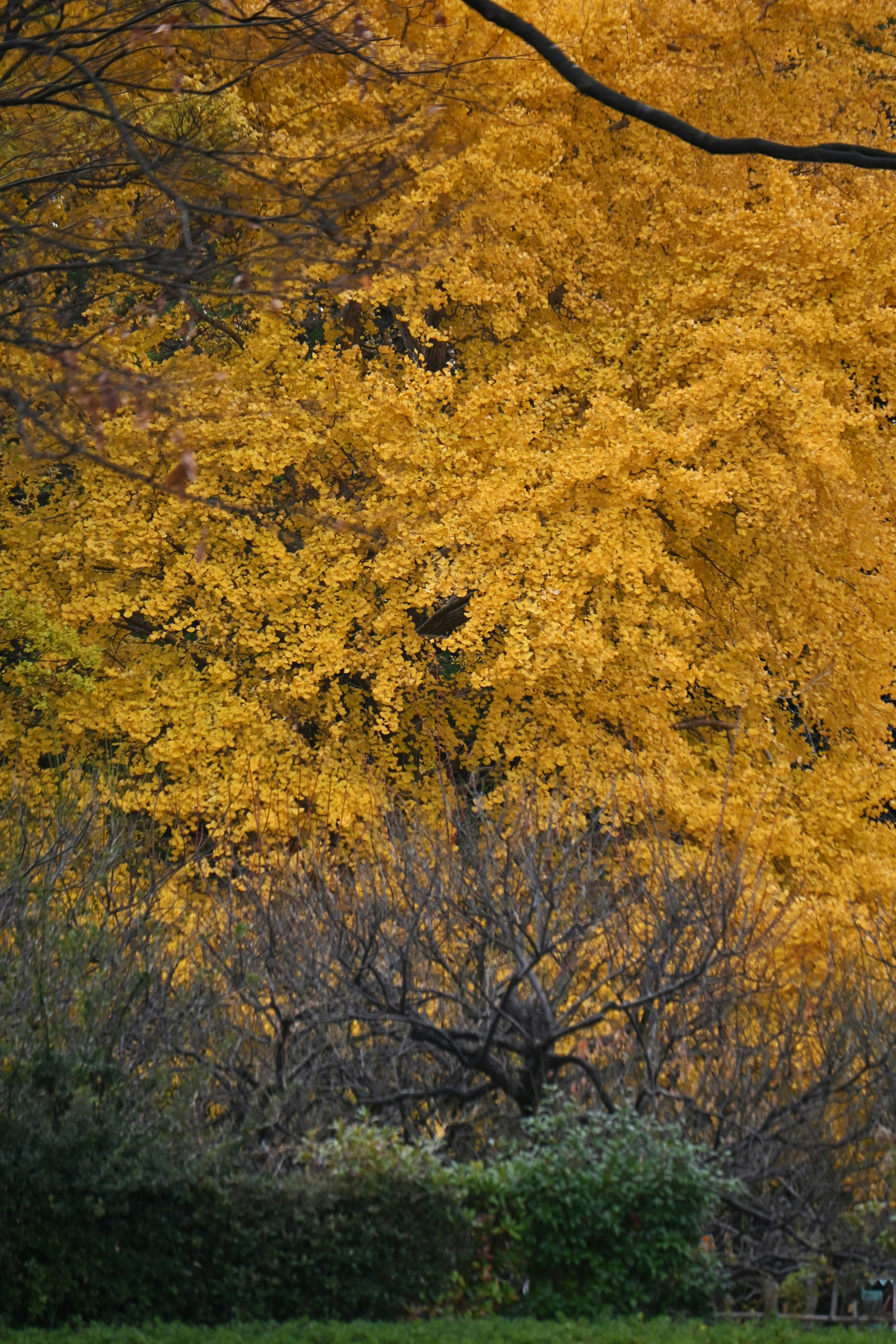 Vibrant yellow foliage contrasting with dark trees