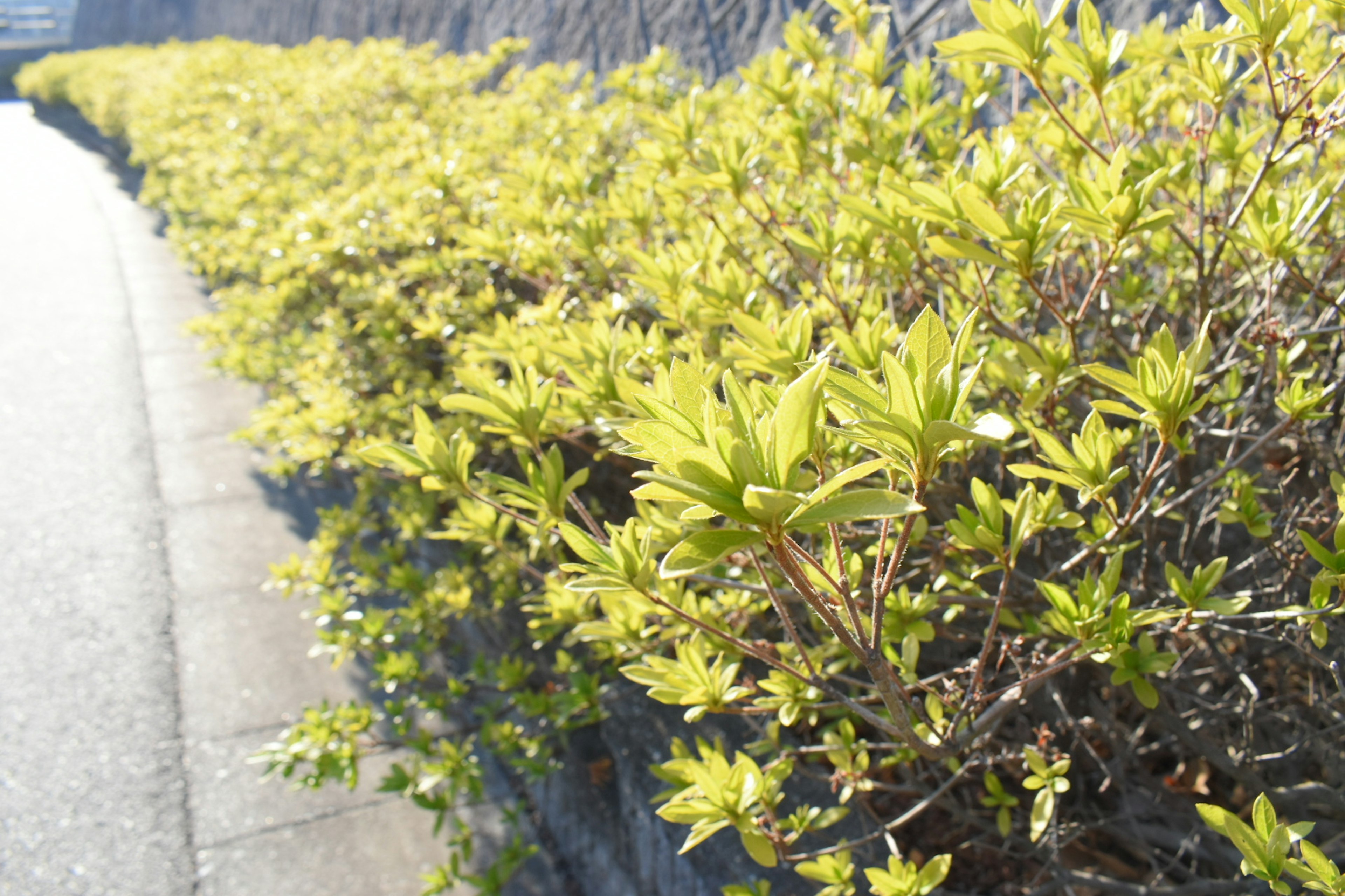 Photo of a low hedge with vibrant green leaves