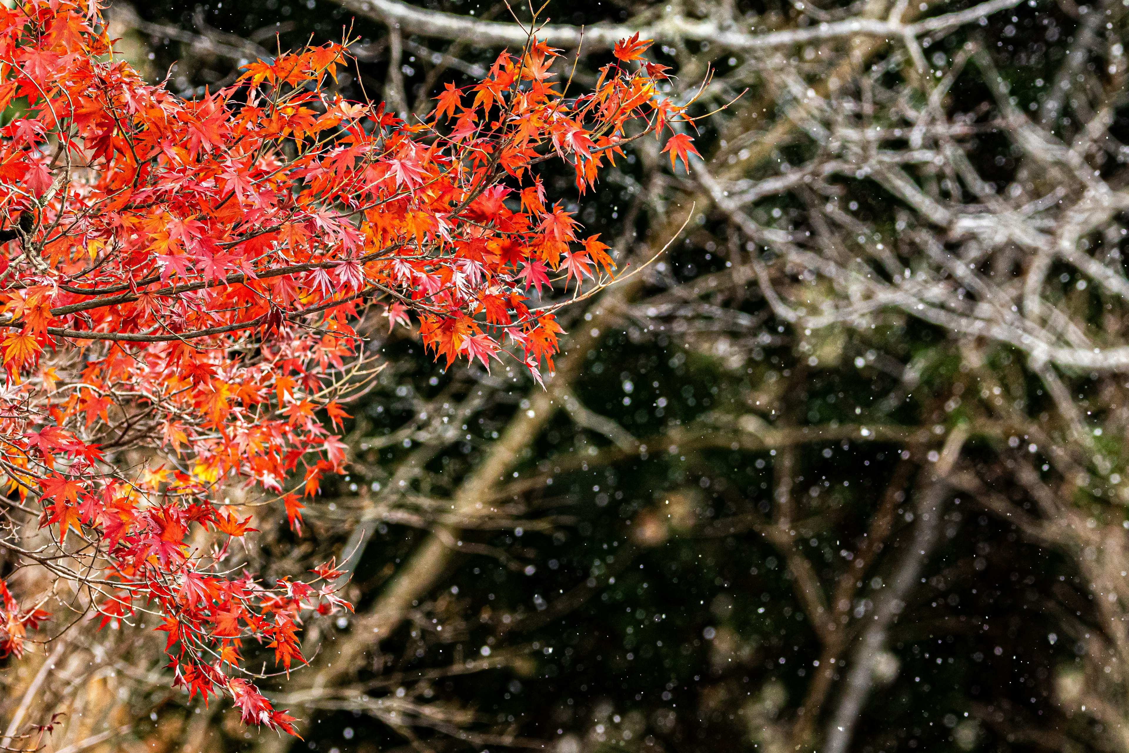 雪の中の紅葉した木の枝と背景の冬の木々