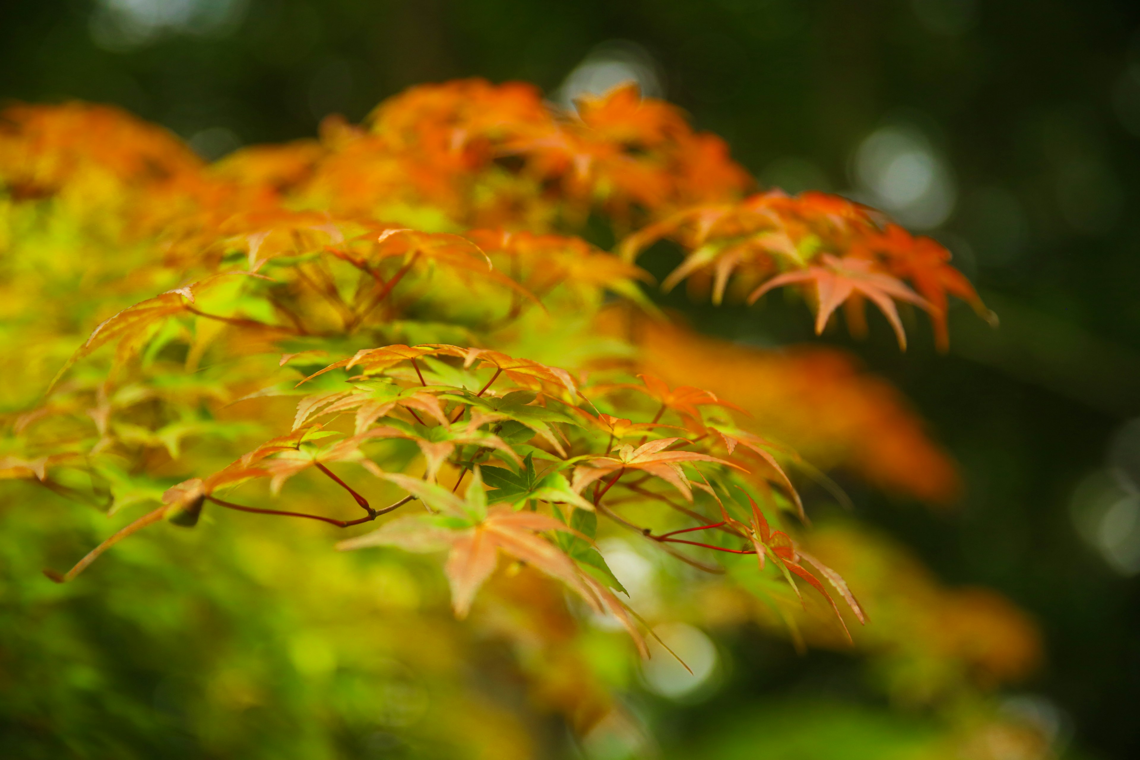 紅葉したカエデの葉が背景の緑と対比している