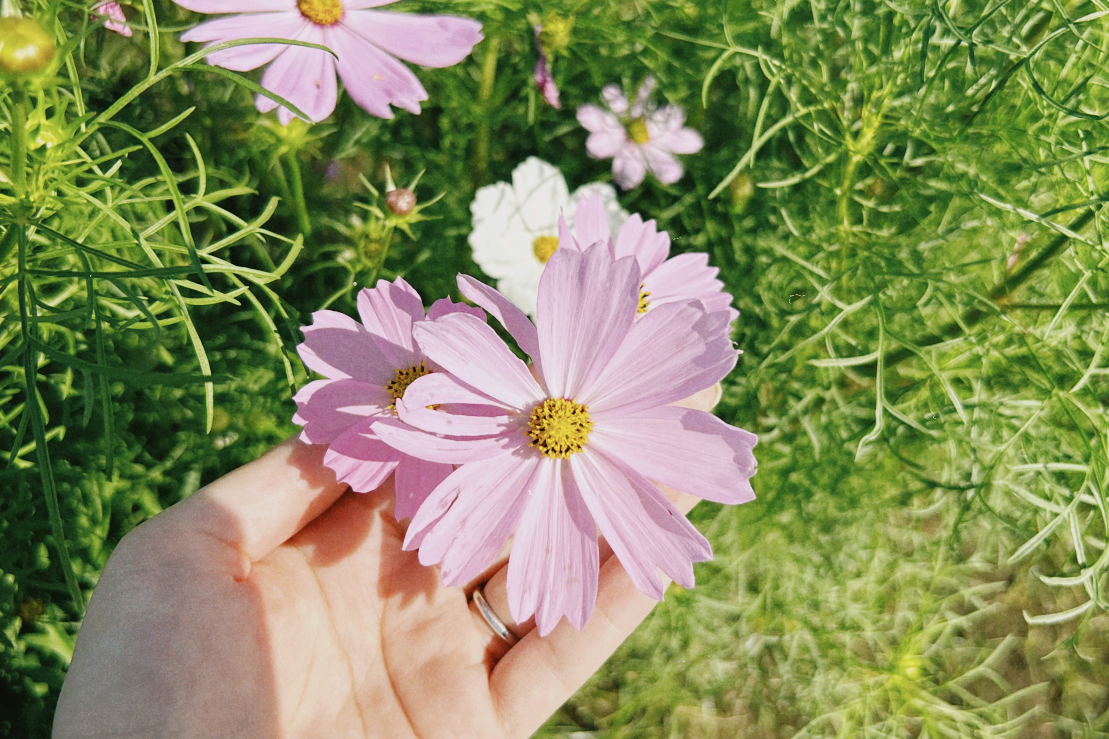 A hand holding light pink cosmos flowers with green foliage