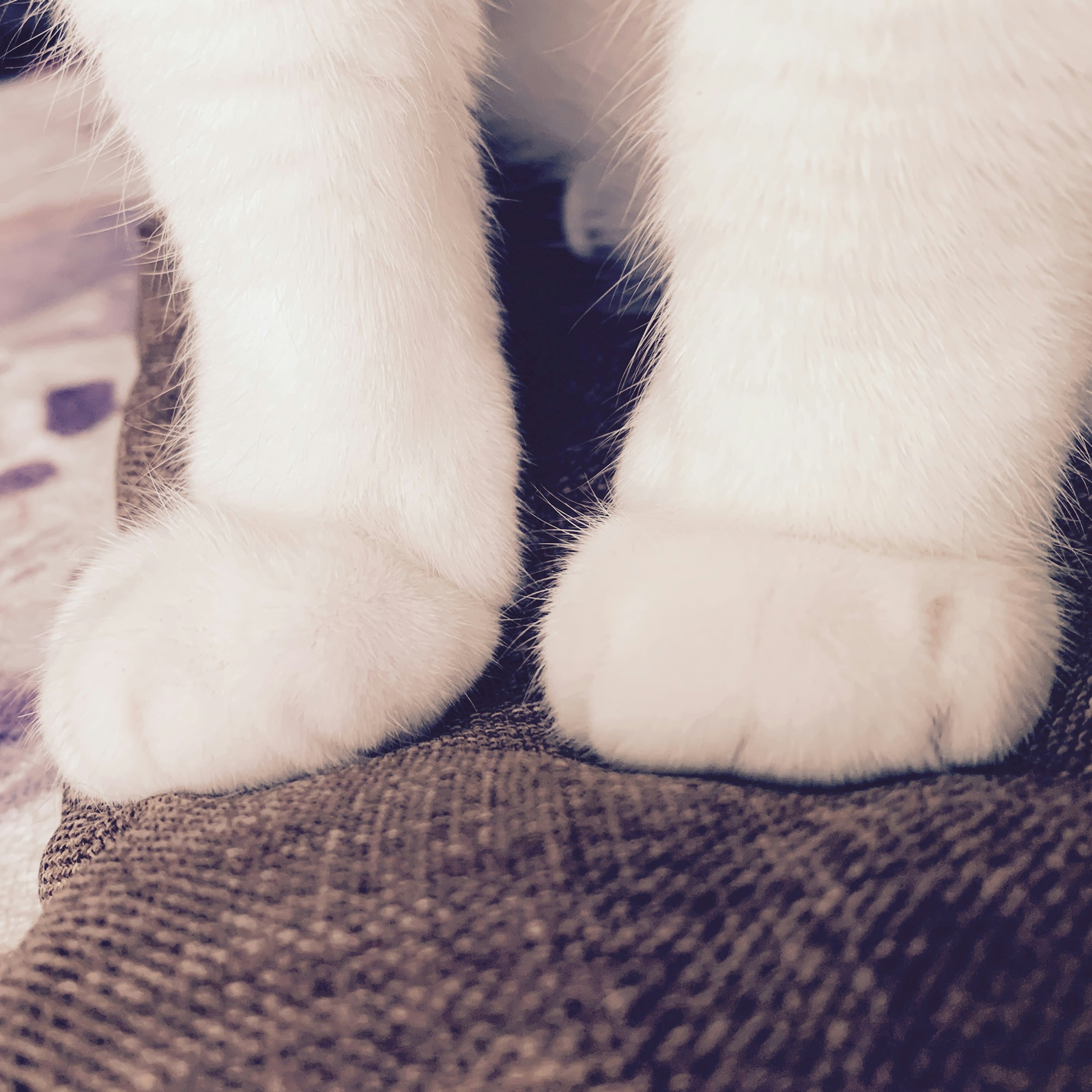 Close-up of a white cat's paws with soft pads resting on a cushion