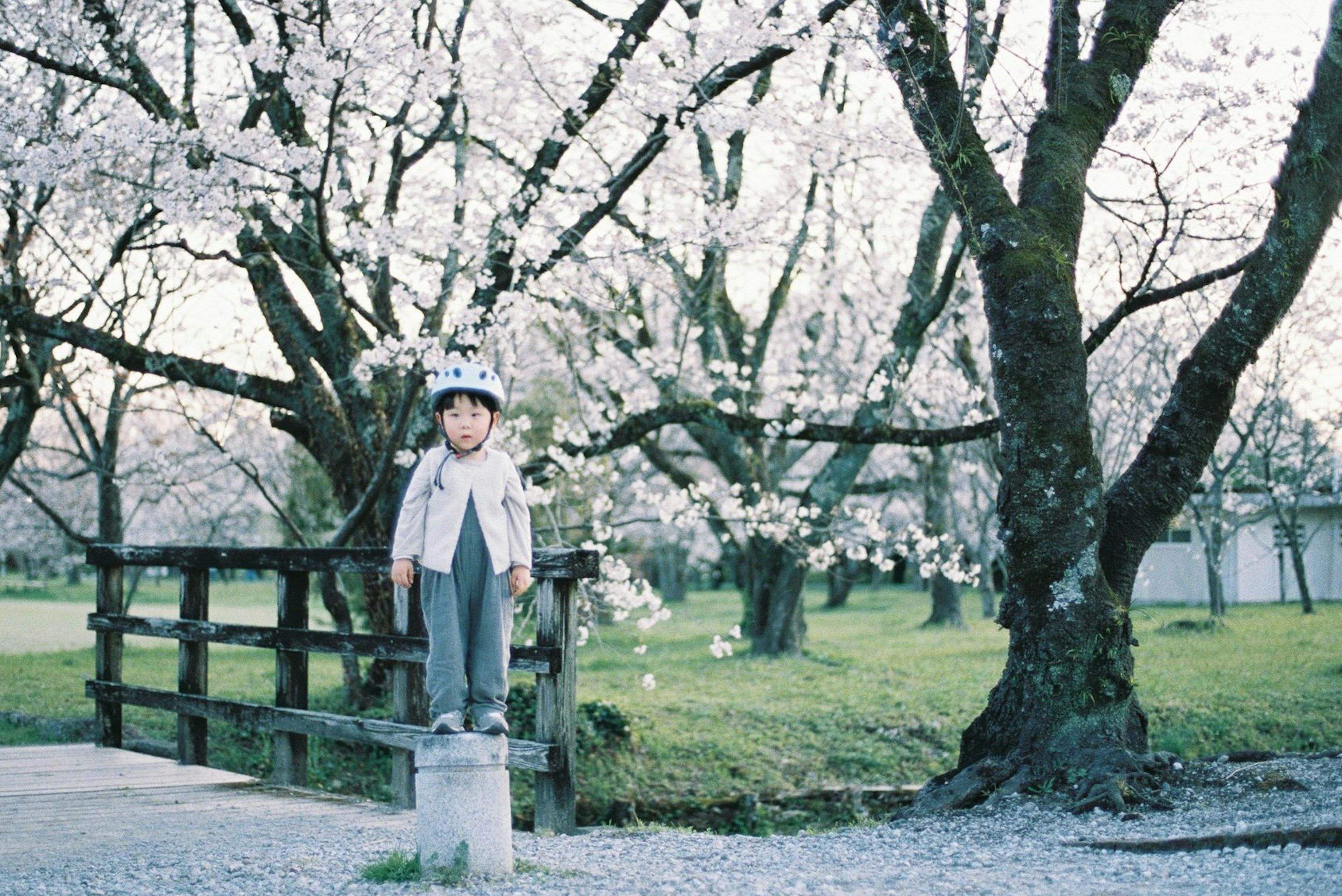 孩子站在樱花树下