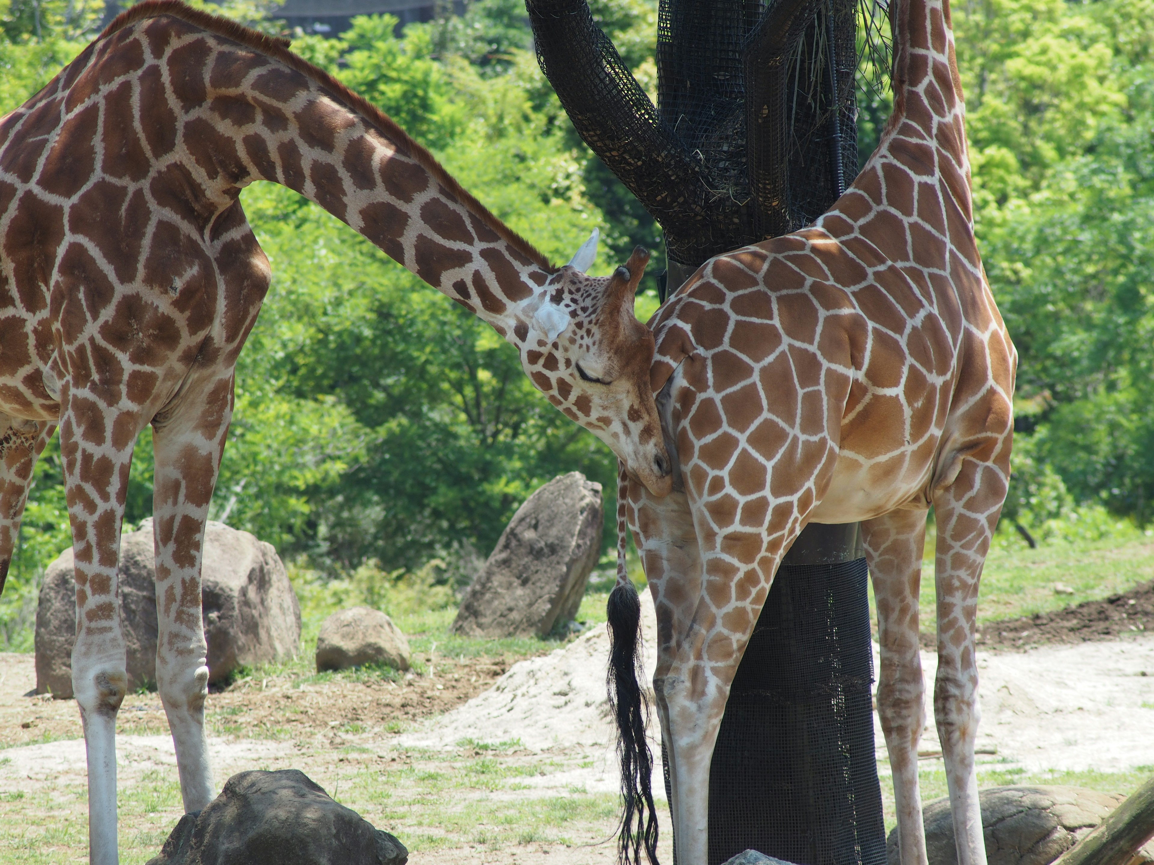 Due giraffe che interagiscono vicino a un albero con una vegetazione lussureggiante sullo sfondo