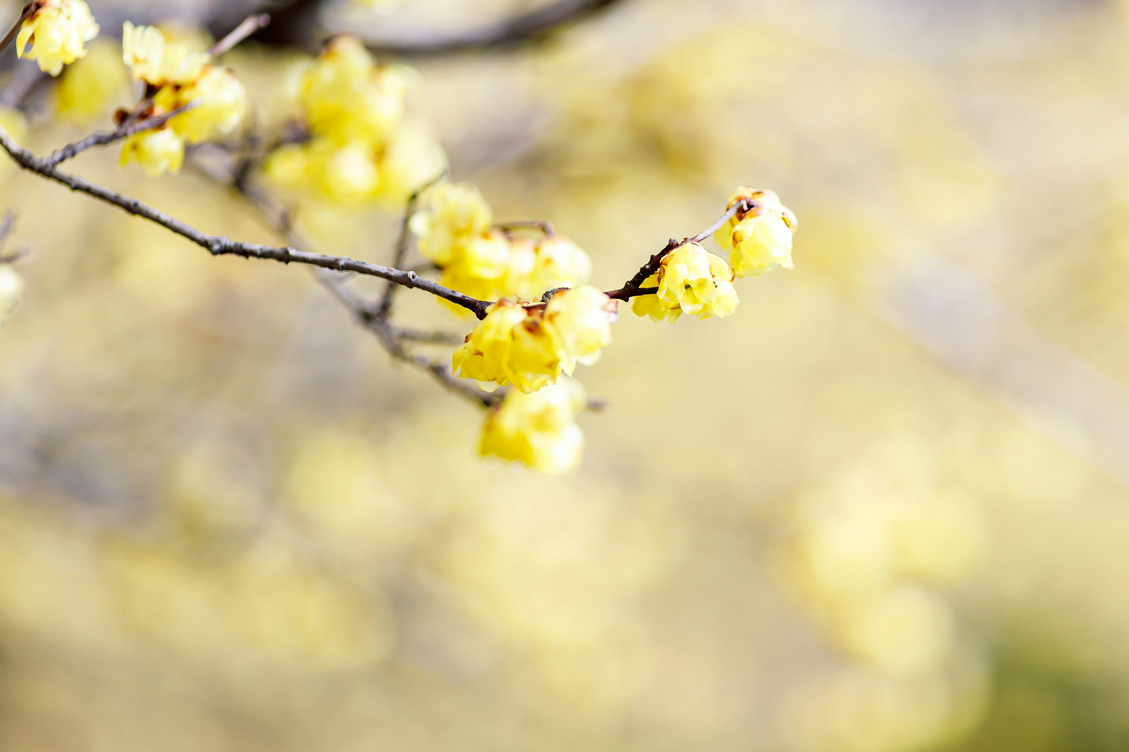 Close-up cabang dengan bunga kuning pucat