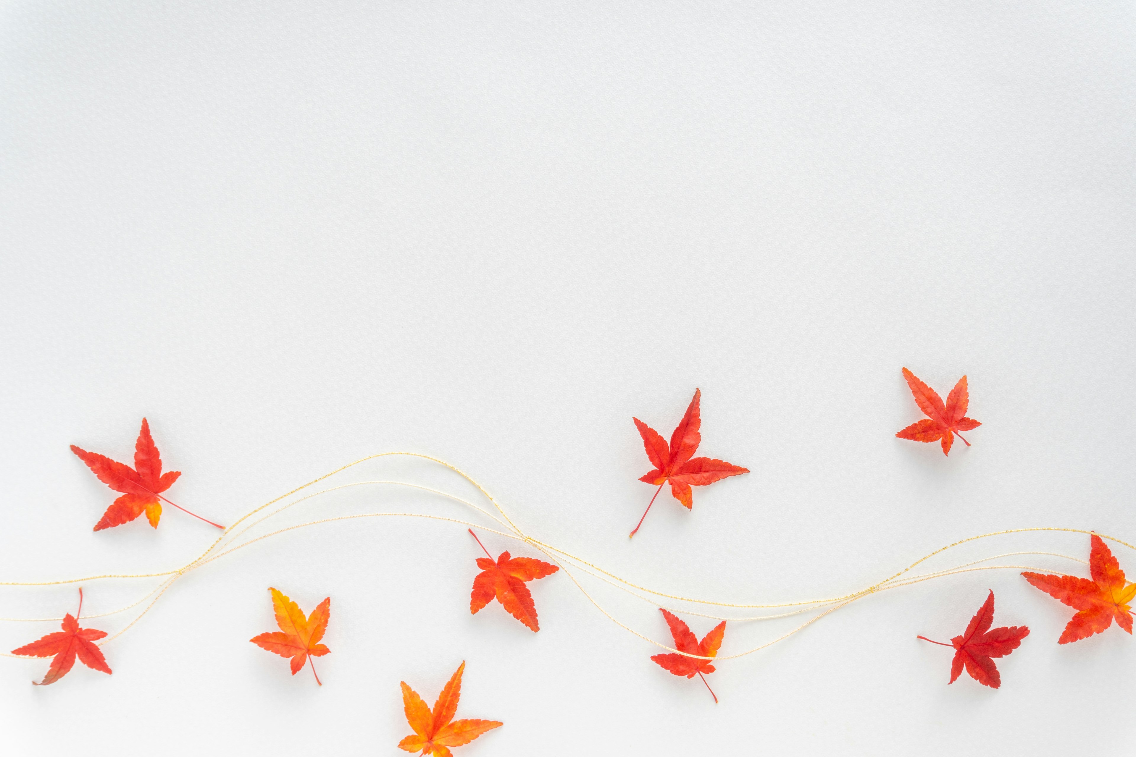 Red maple leaves scattered on a white background