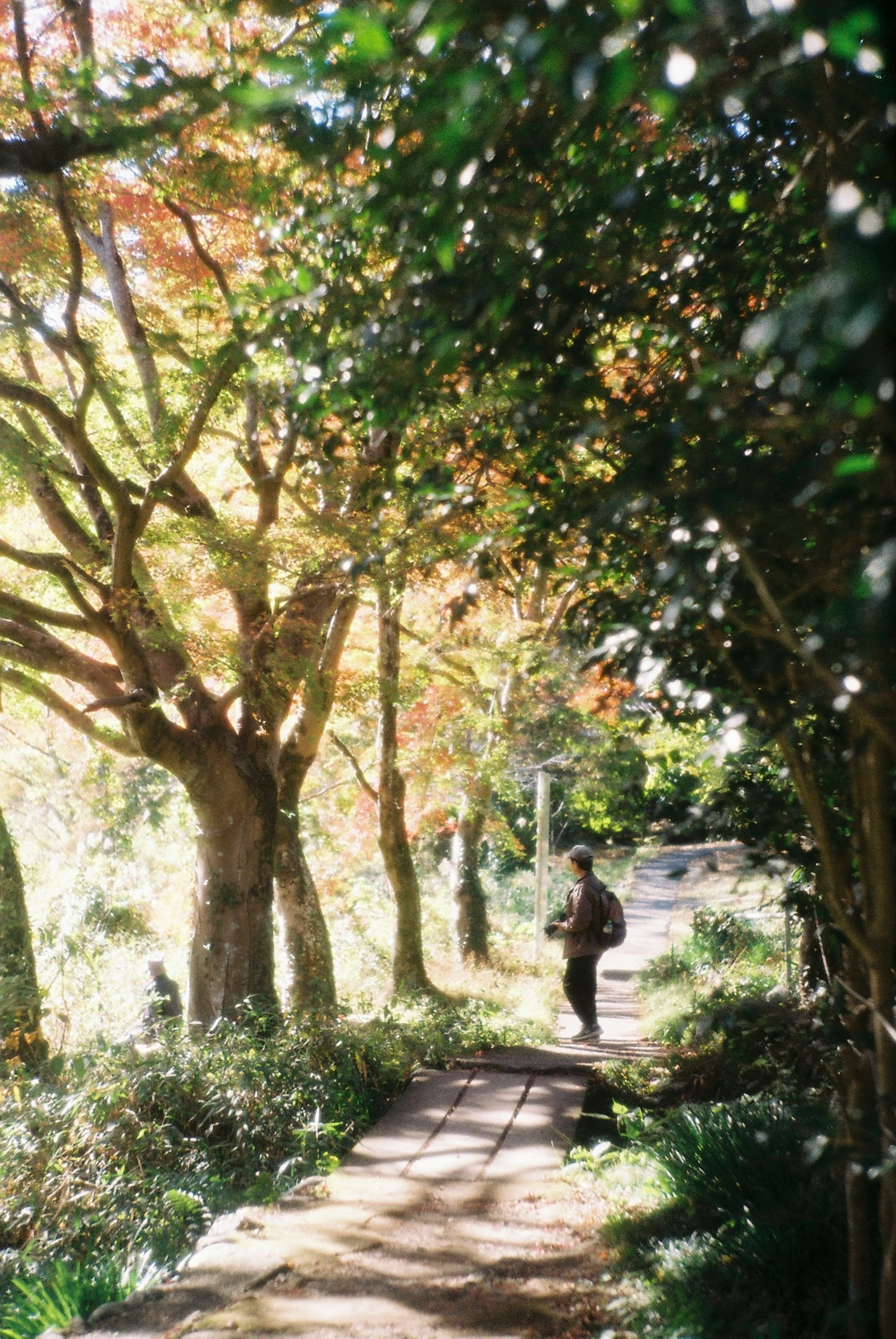 Person walking along a path surrounded by green trees and autumn colors