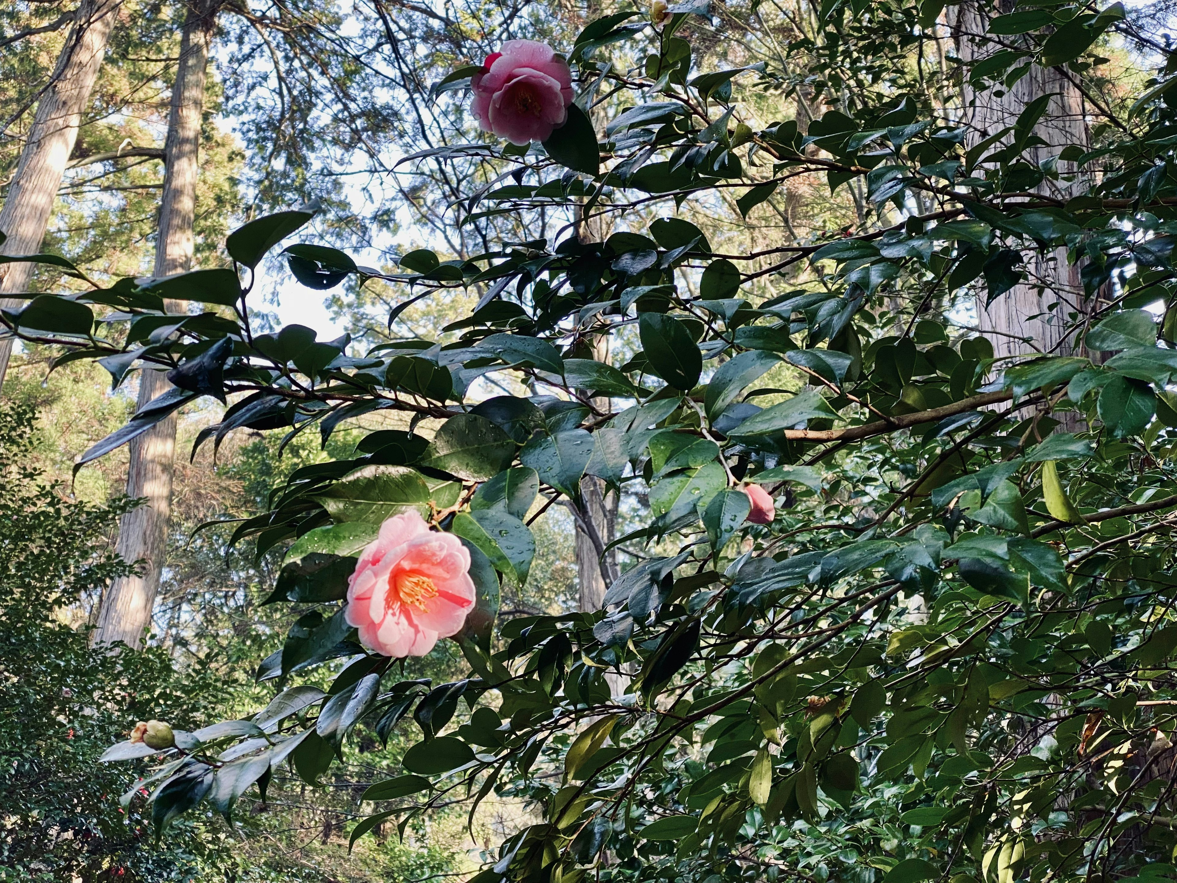 Bellissimi fiori di camelia circondati da foglie verdi