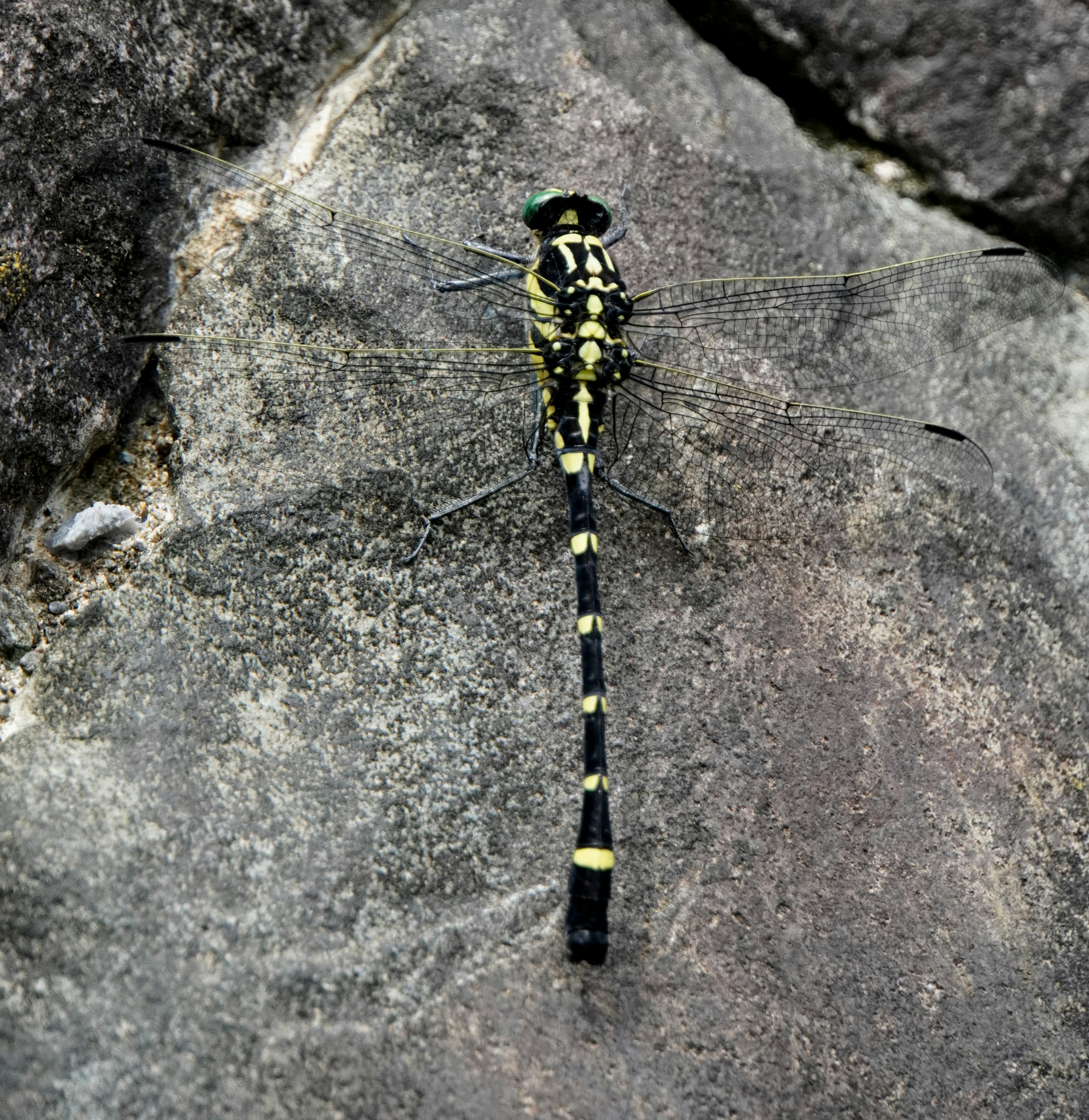 Eine gelb-schwarze Libelle sitzt auf einem Stein