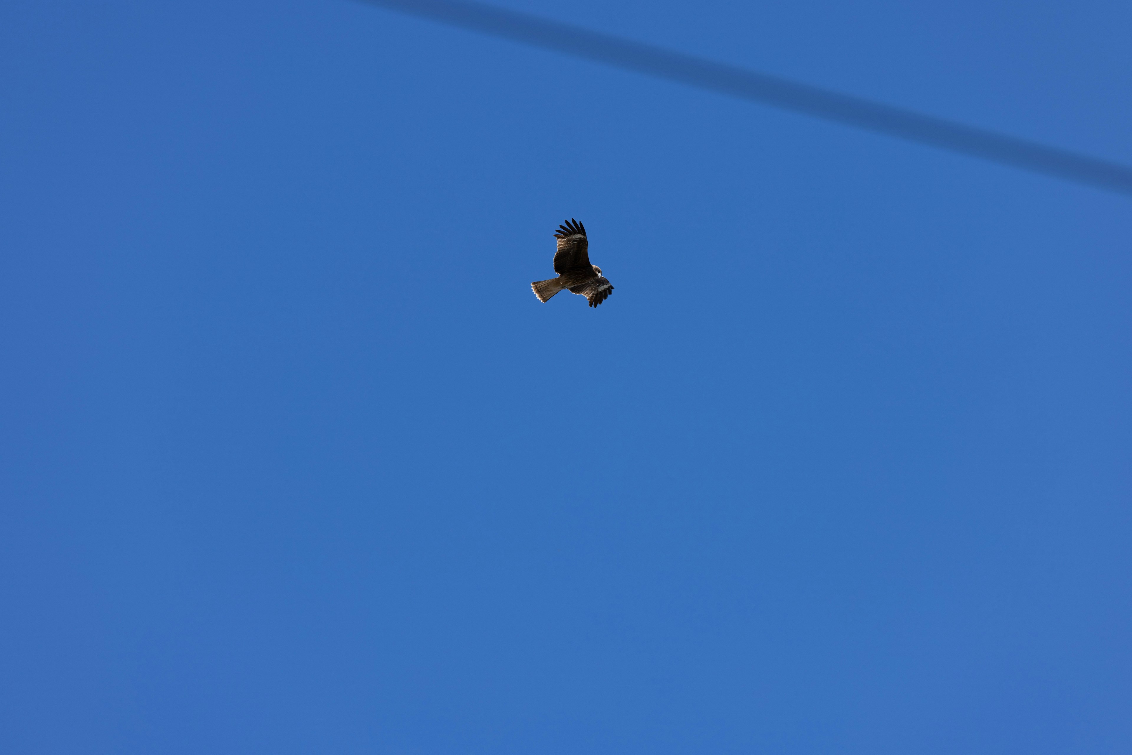 Ein Vogel fliegt vor einem klaren blauen Himmel