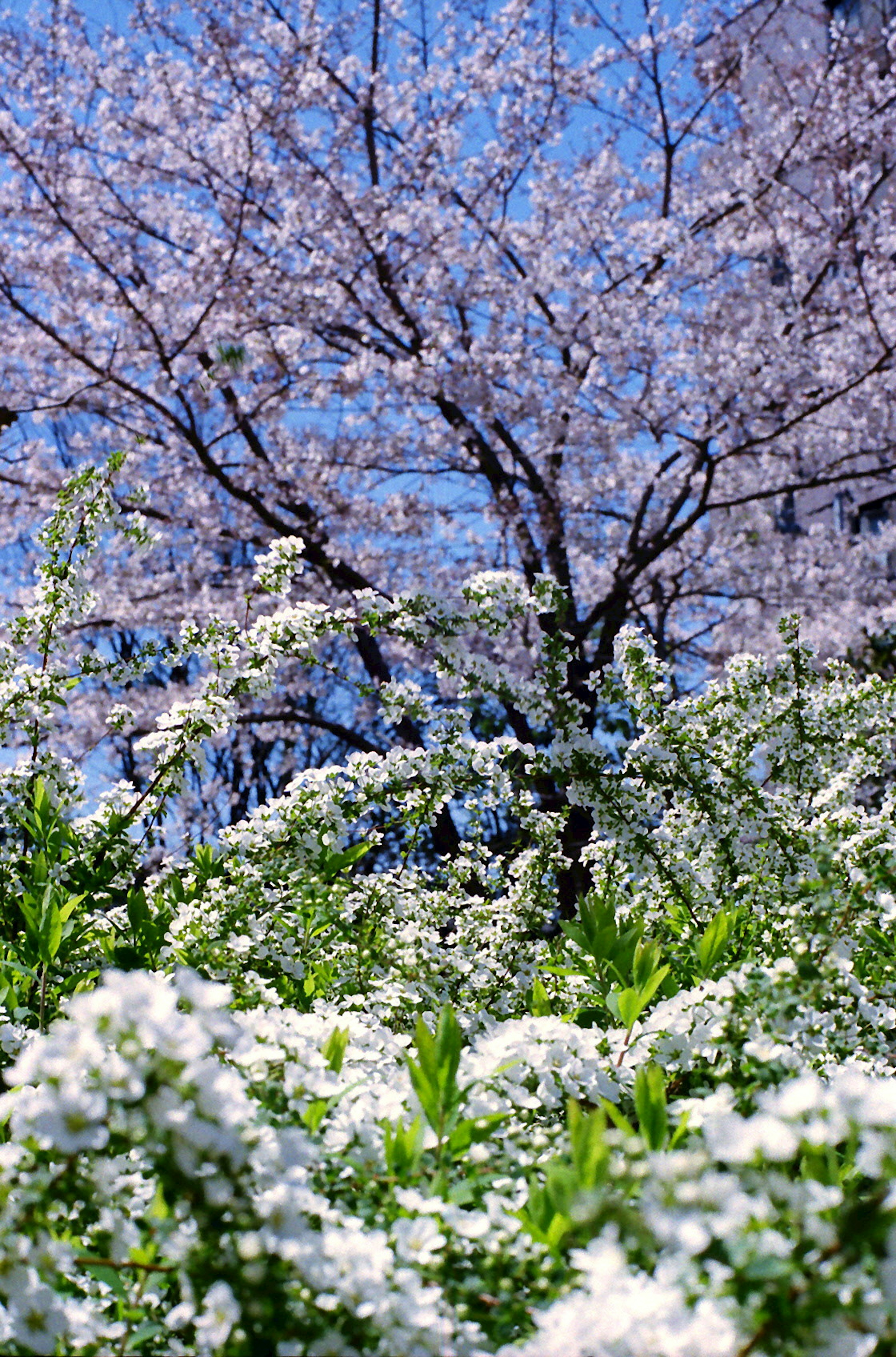 ทิวทัศน์ที่มีต้นซากุระและทะเลของดอกไม้สีขาวใต้ท้องฟ้าสีฟ้า