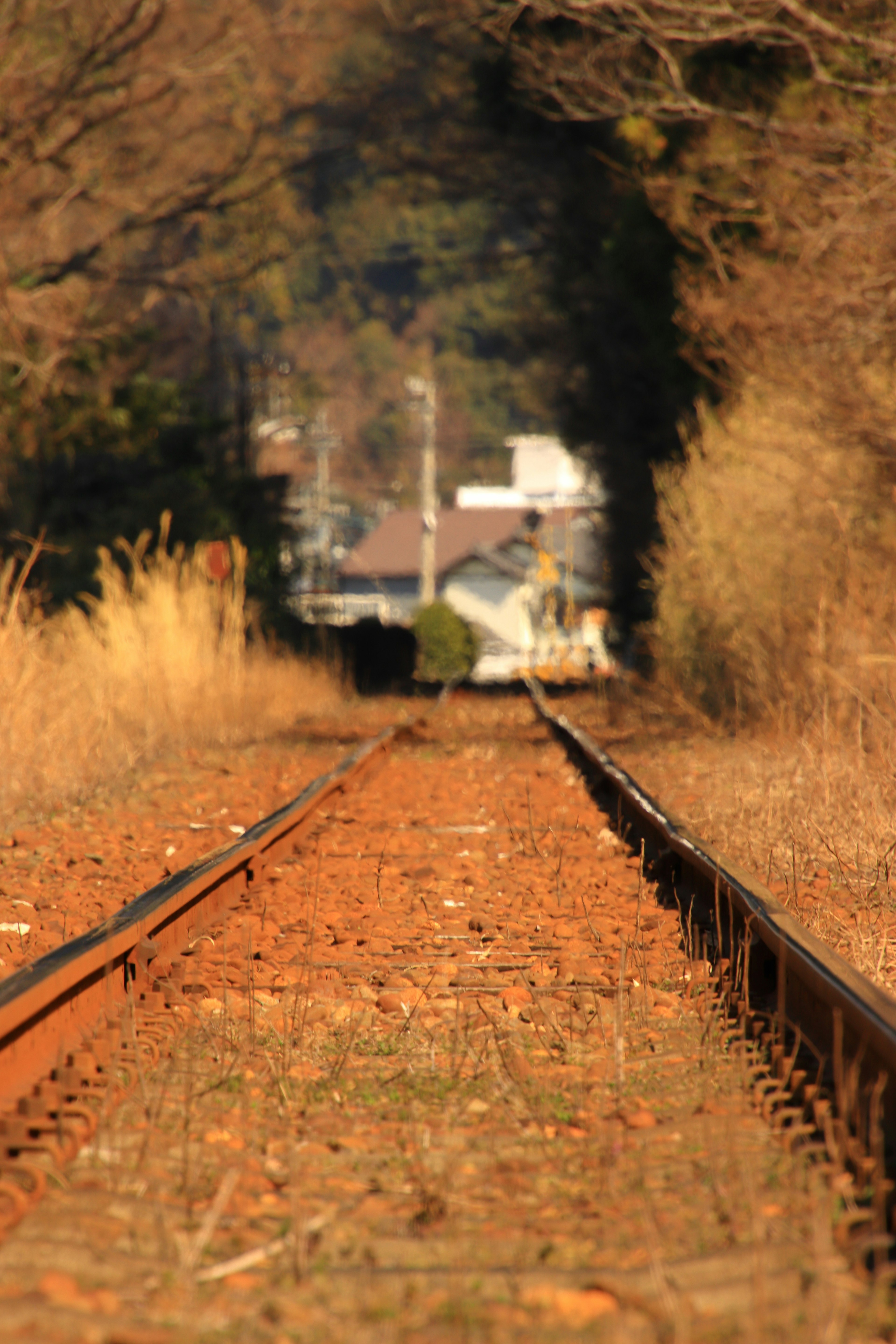 Railway tracks leading through a natural landscape