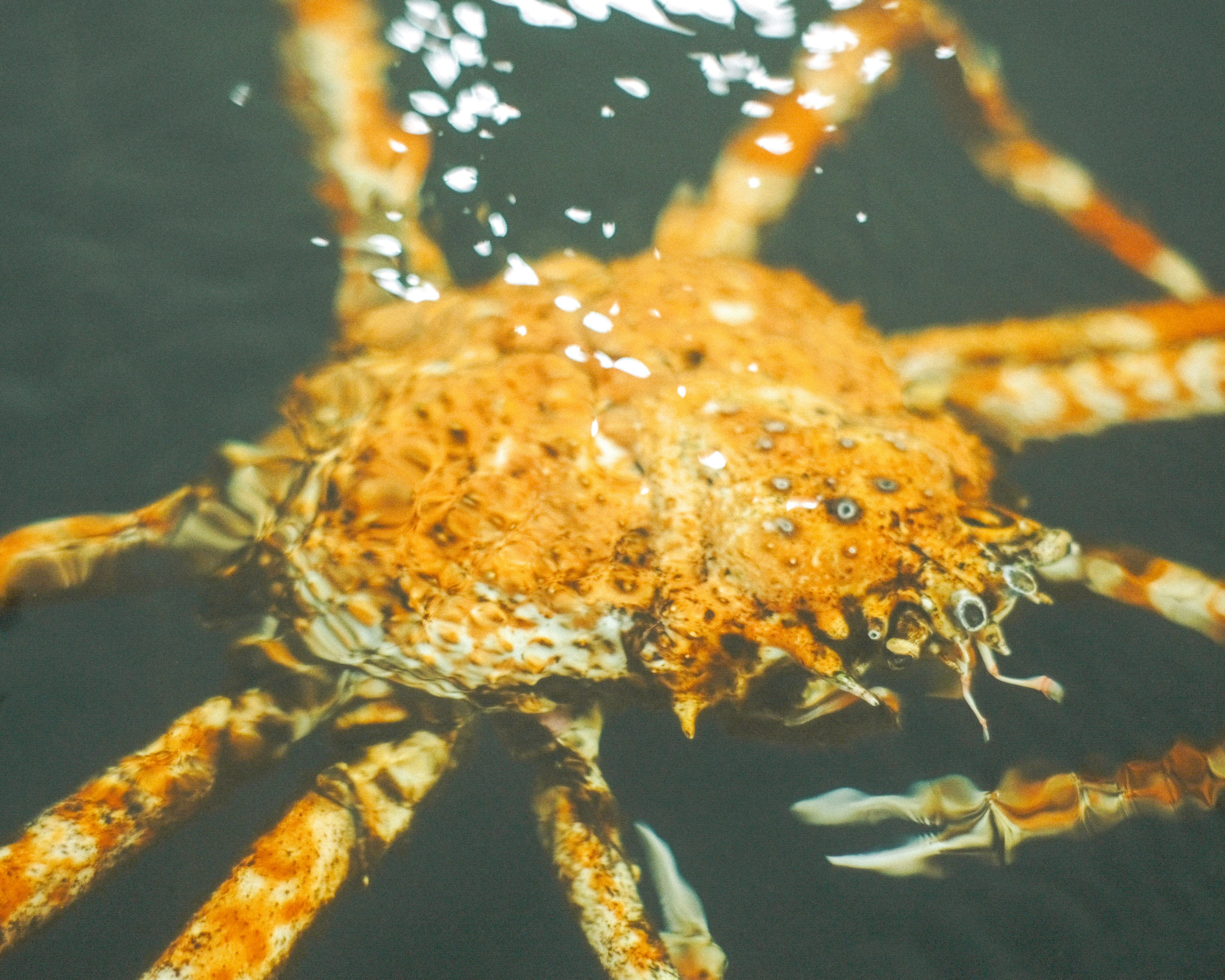 水中のオレンジ色のカニが浮かんでいる様子