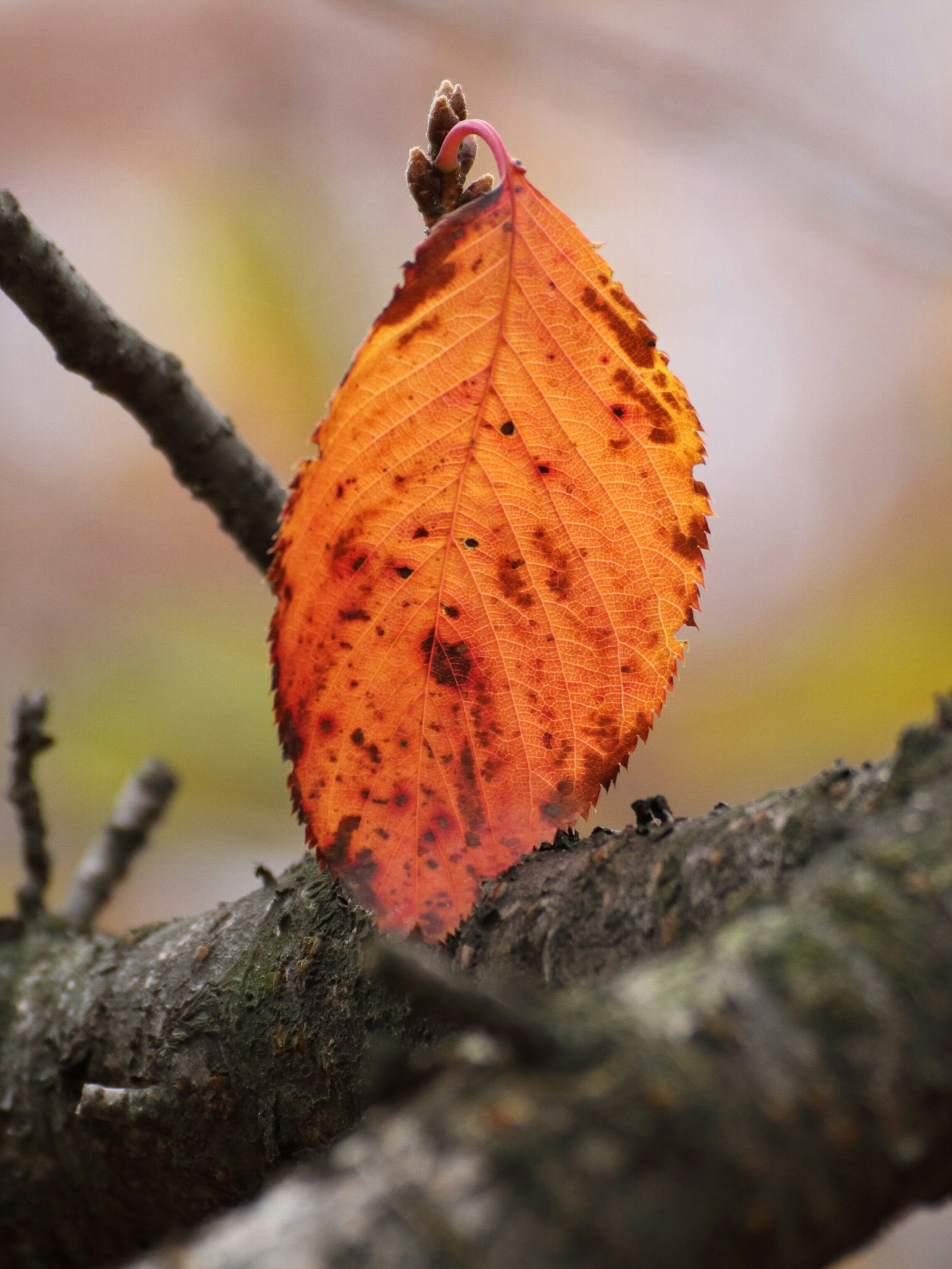 A vibrant orange leaf resting on a tree branch