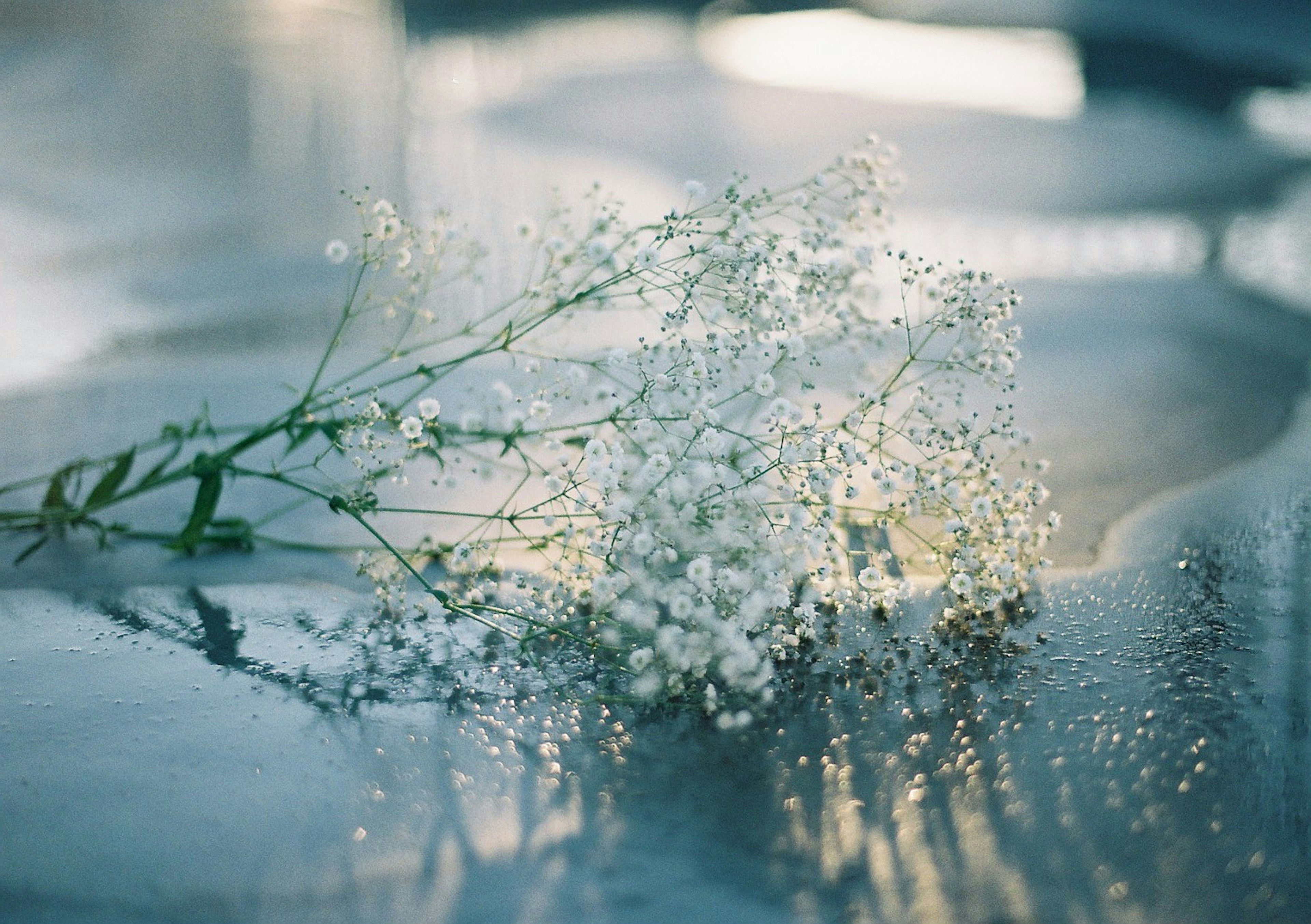 水面に浮かぶ白い赤ちゃんの息子の花束