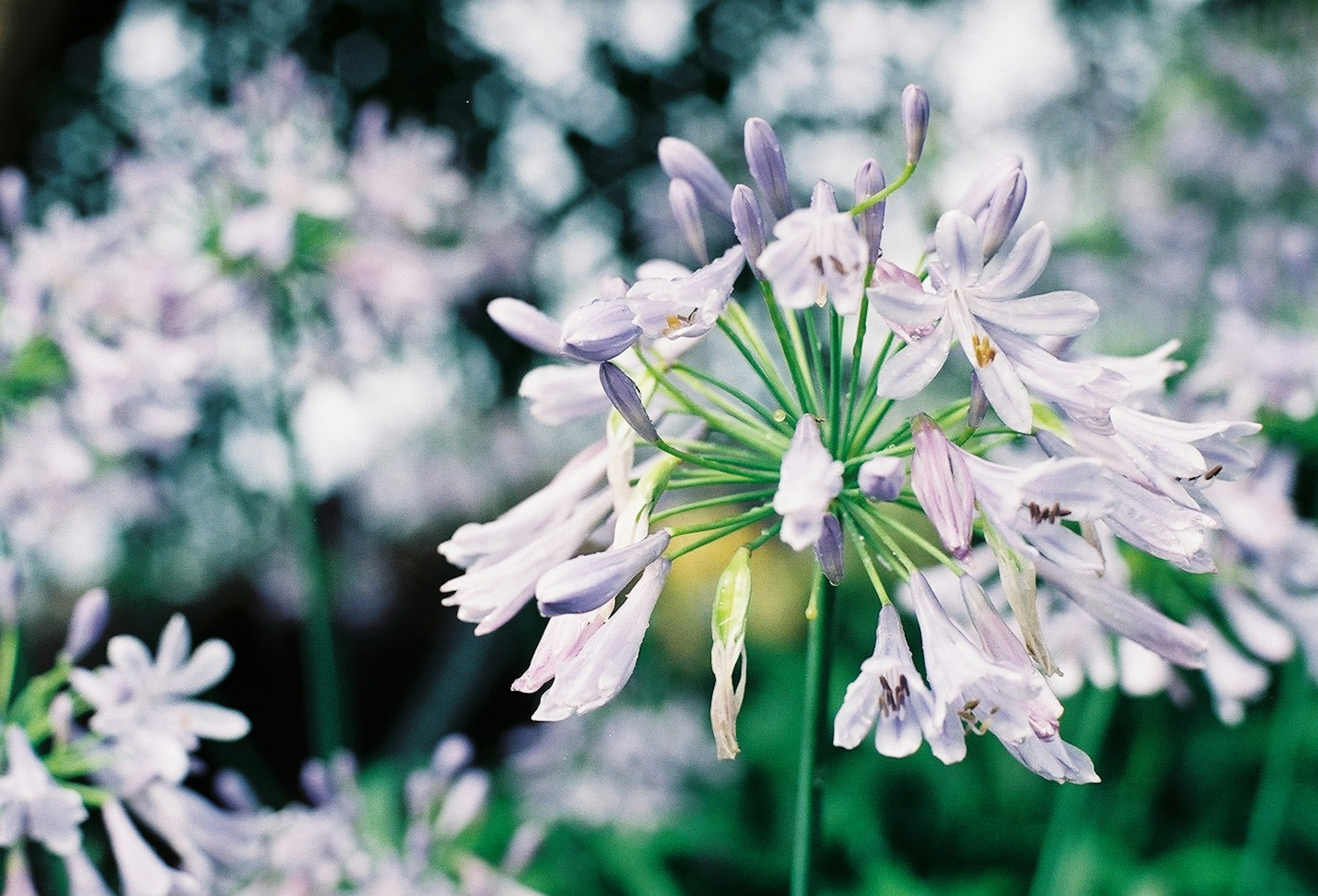 薄紫色の花が集まった美しい植物のクローズアップ