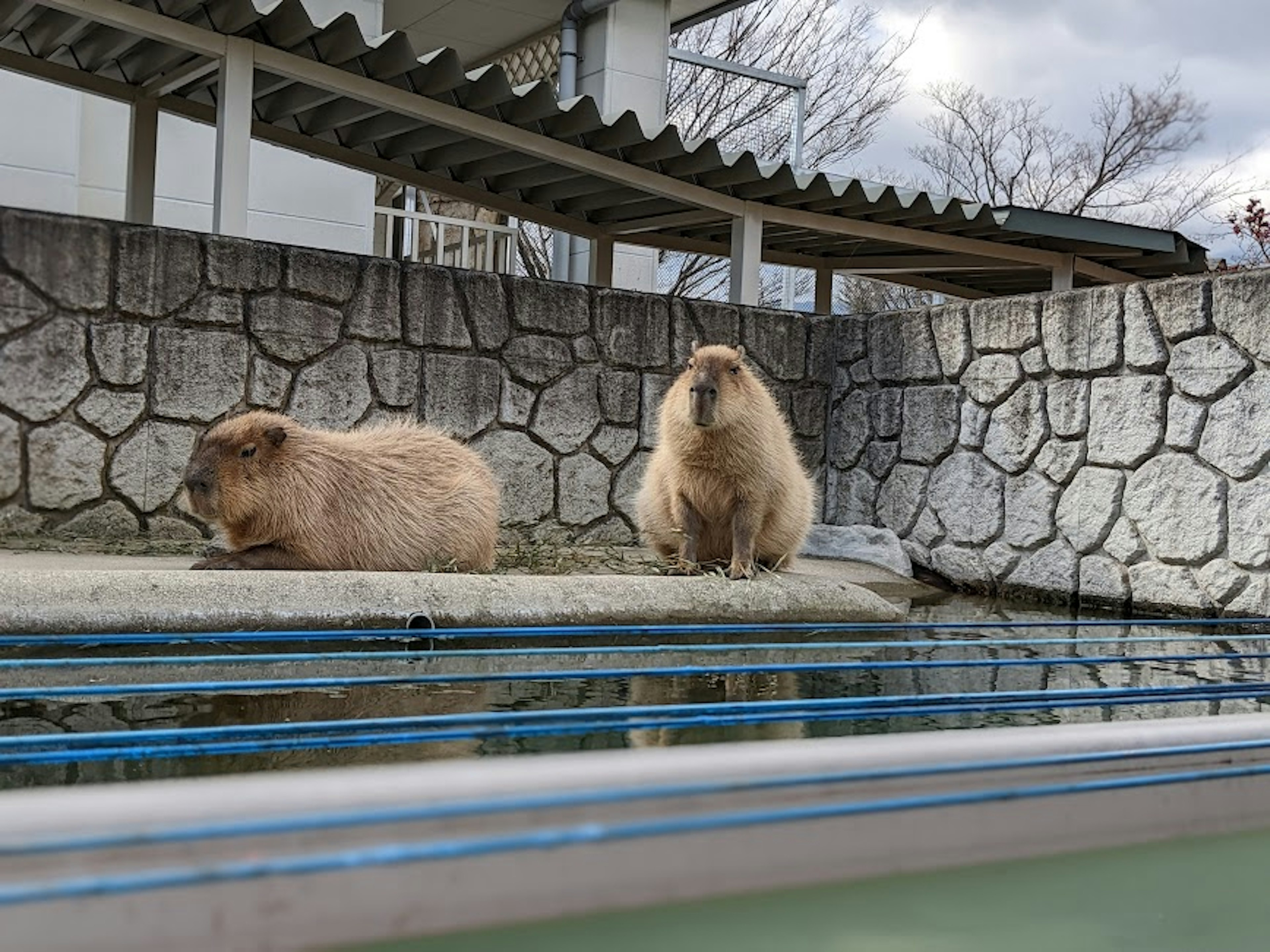 Two capybaras resting by the water