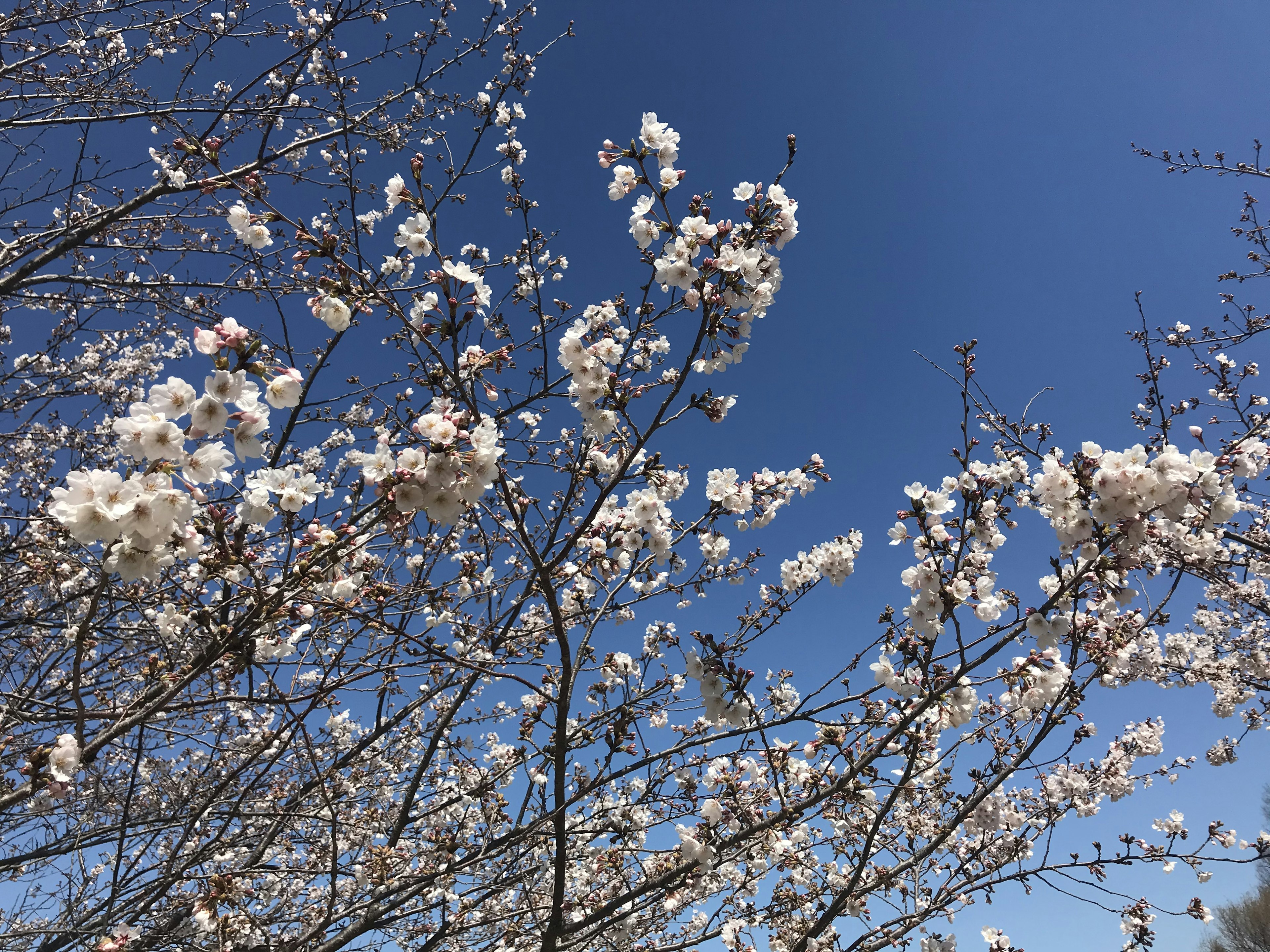 Cherry blossoms blooming against a clear blue sky