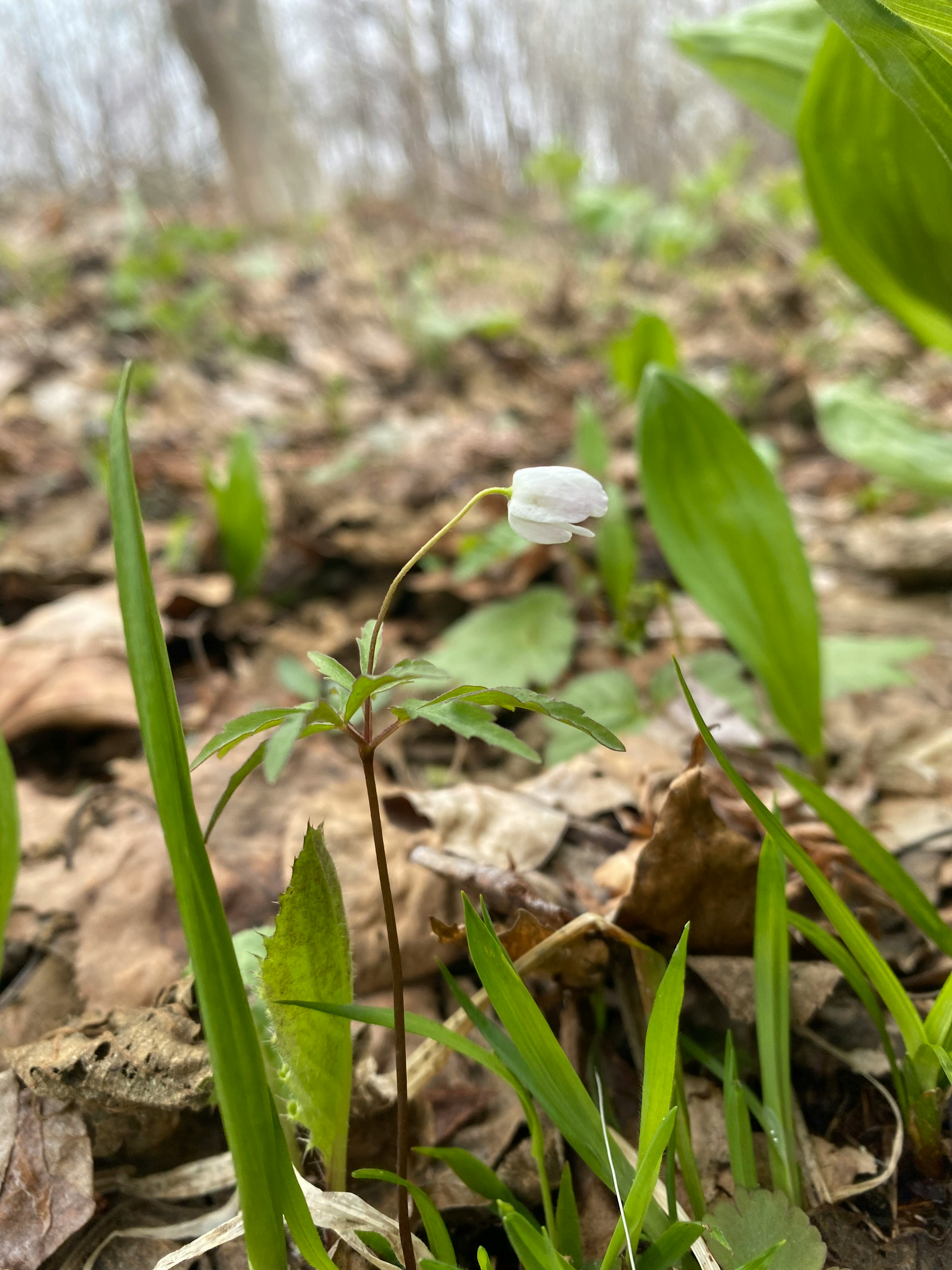 Small plant with a white flower in a grassy area