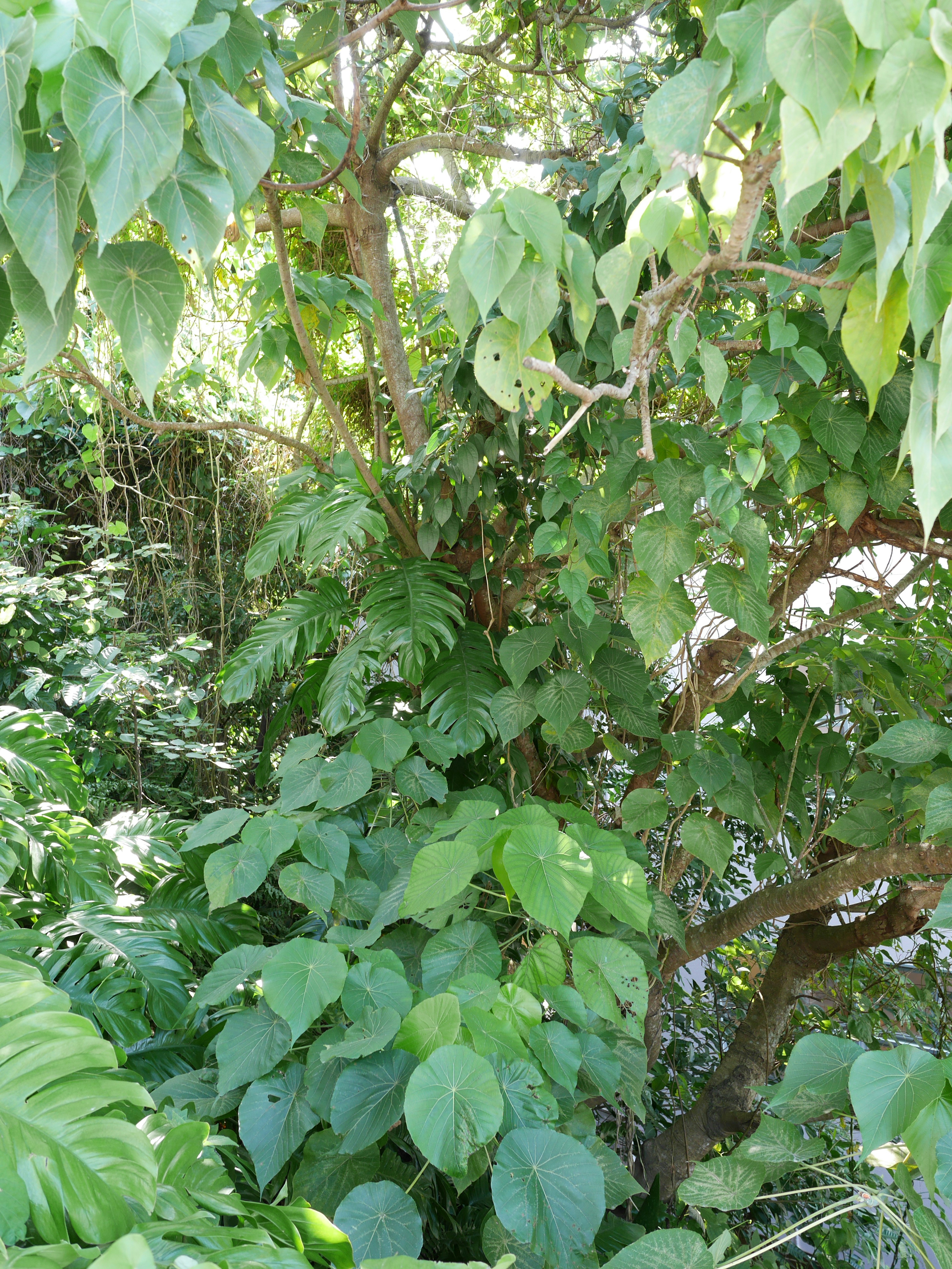 郁郁葱葱的绿色植物和浓密的叶子与树枝