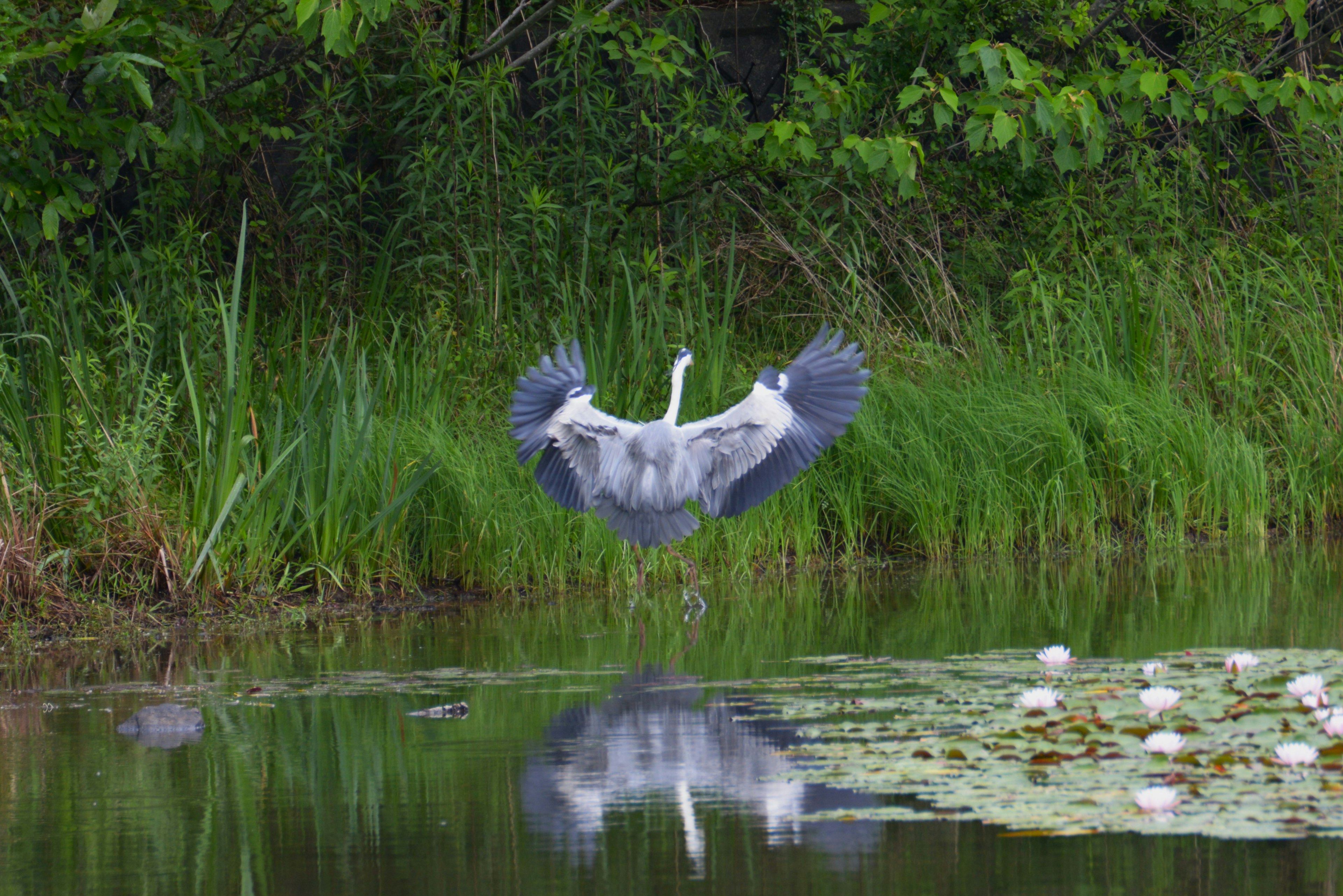 Seekor burung bangau terbang dari permukaan air dikelilingi oleh vegetasi subur dan tercermin di dalam air