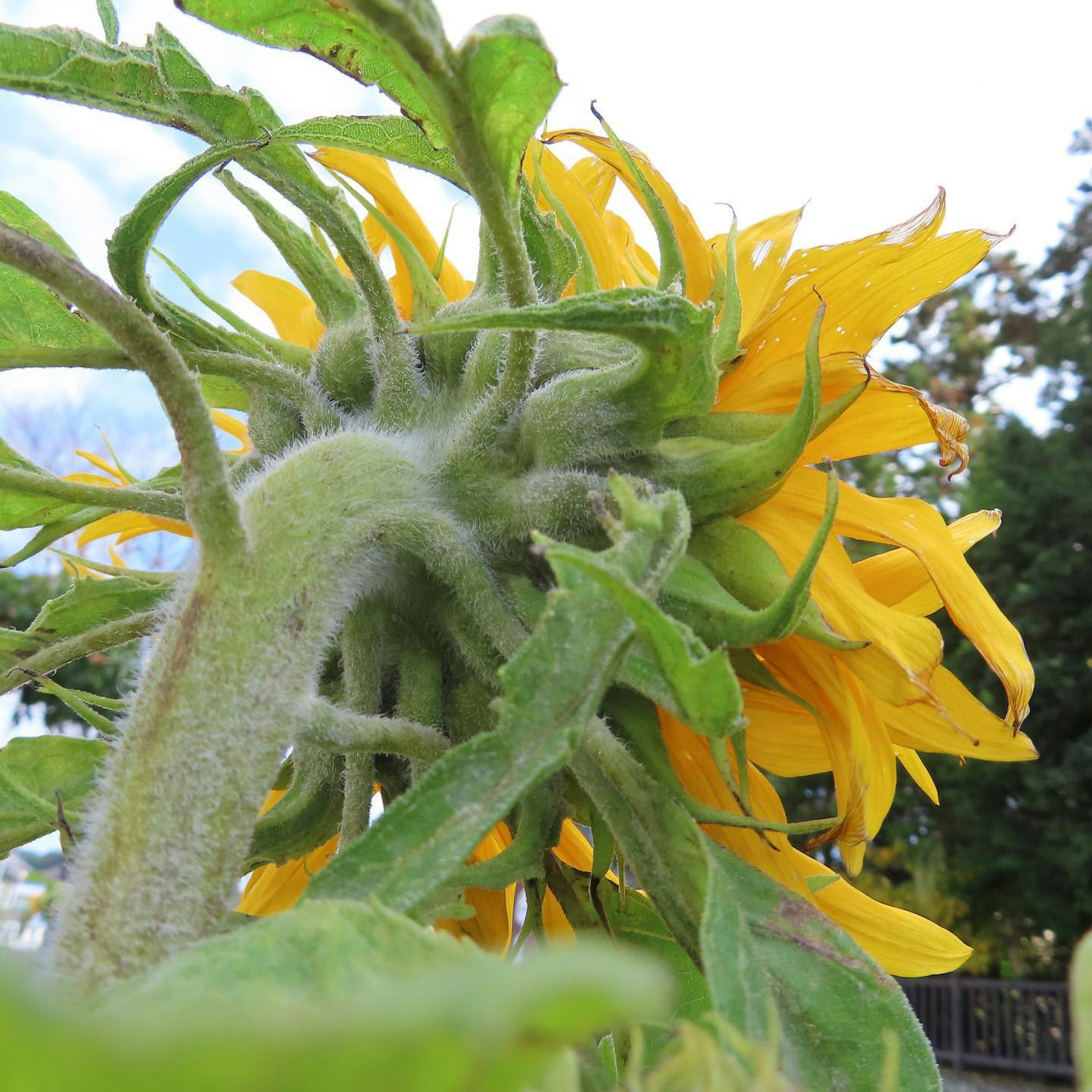 ひまわりの背面からの視点で、鮮やかな黄色の花びらと緑の葉が特徴的