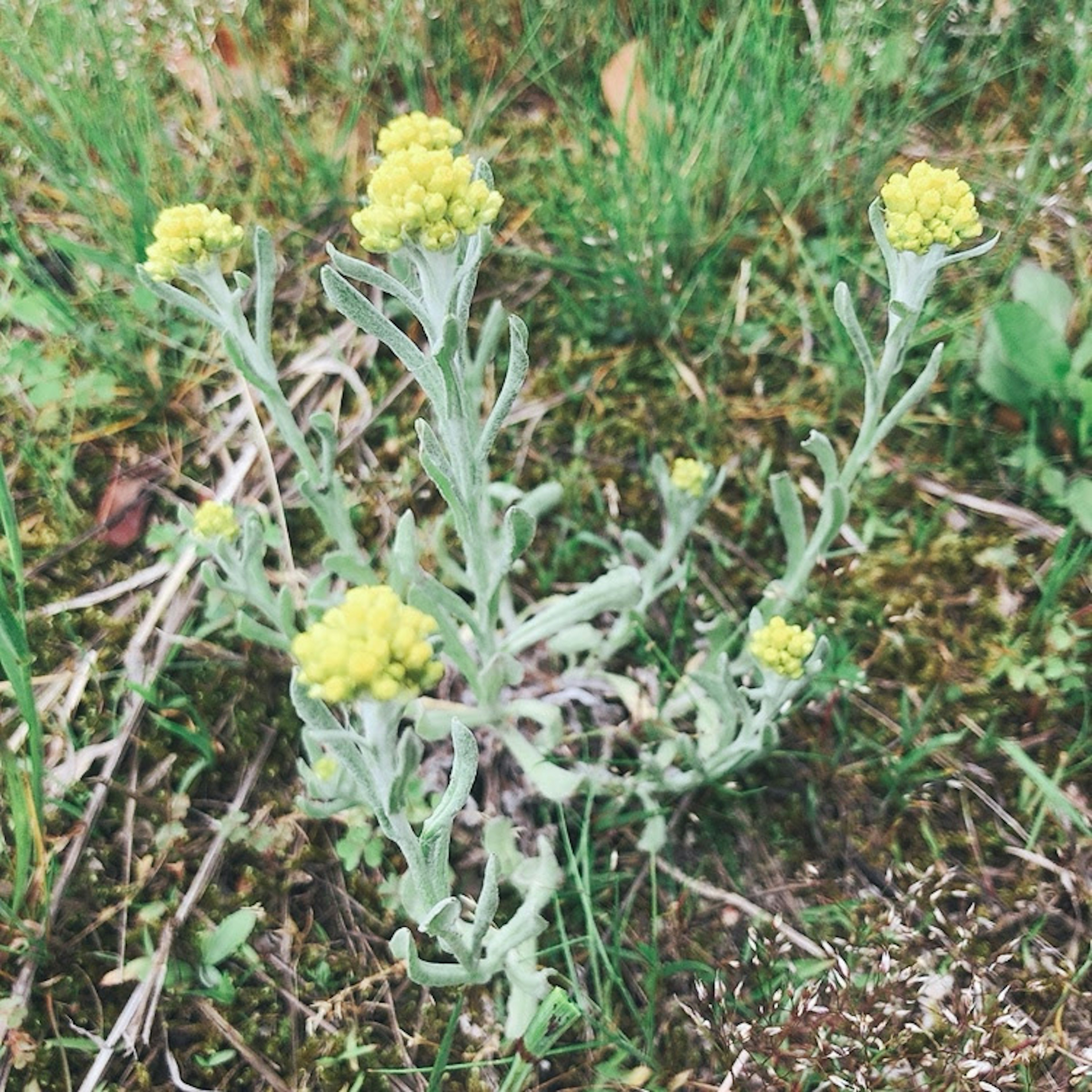 黄色い花を持つ植物が青々とした草の中に生えている