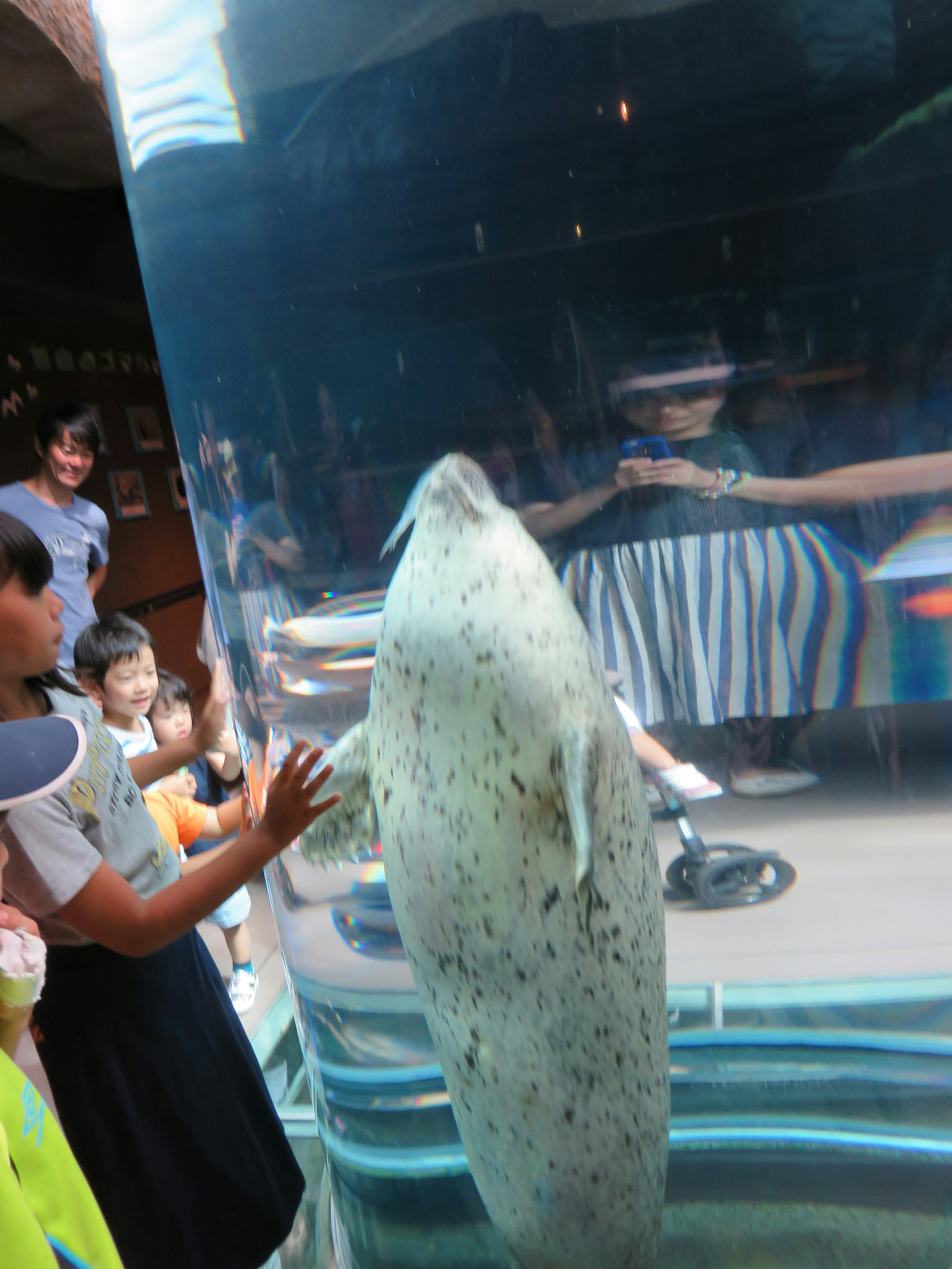 Foca nadando en un acuario con personas observando