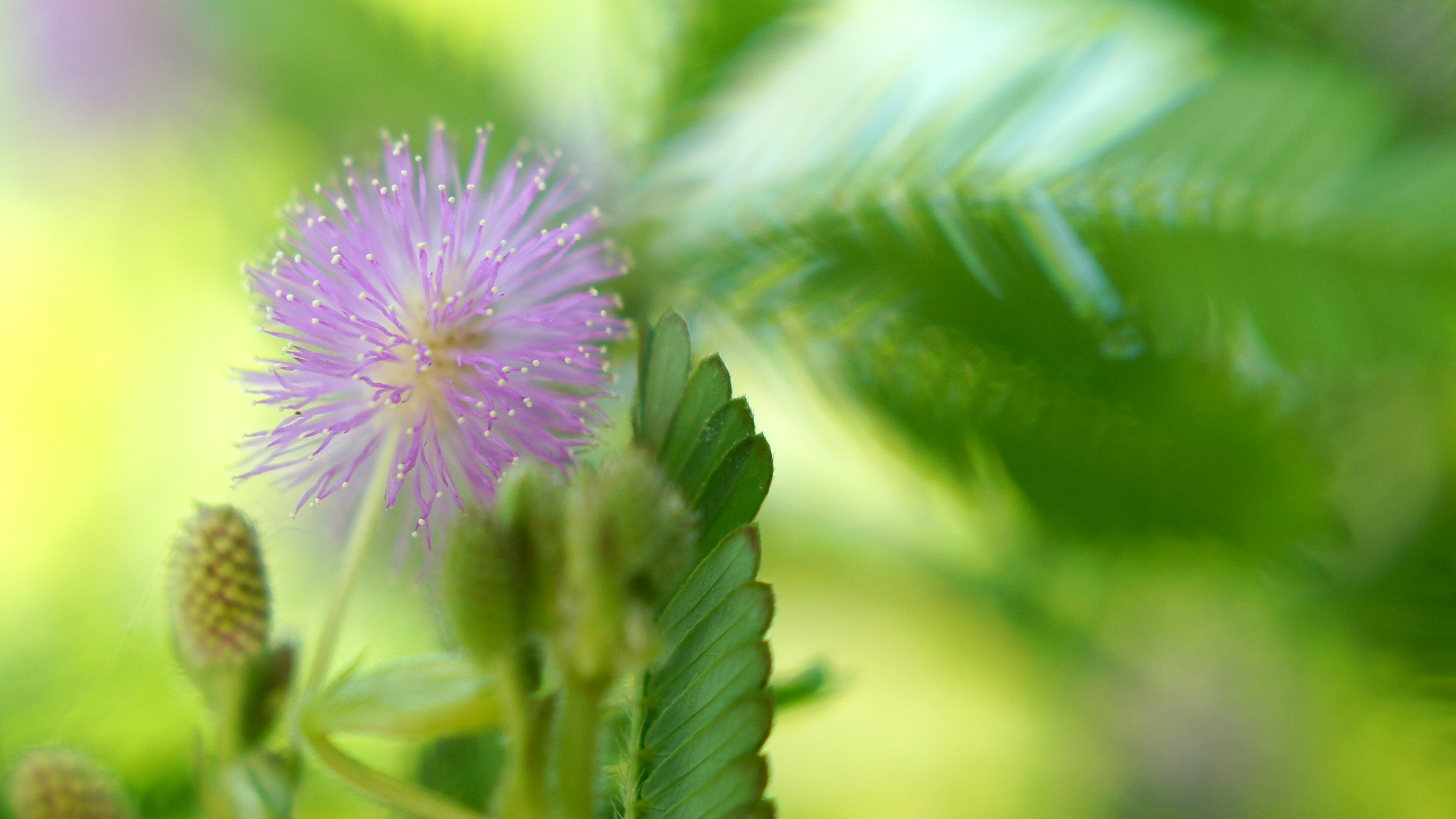 Gros plan d'une plante avec des fleurs violettes sur un fond vert