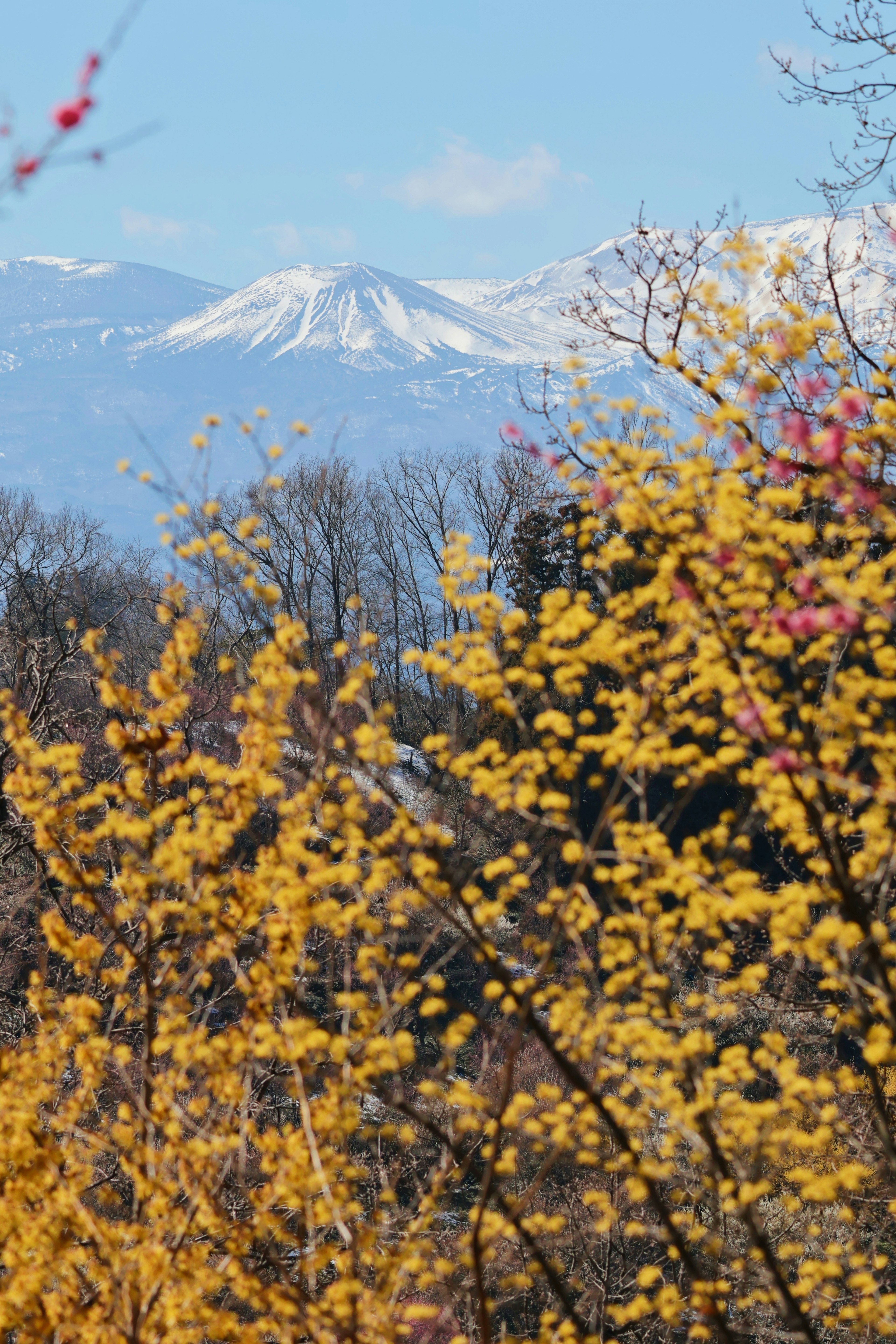 青空の下に雪をかぶった山々が見える 黄色い花が咲く木々が前景にある風景