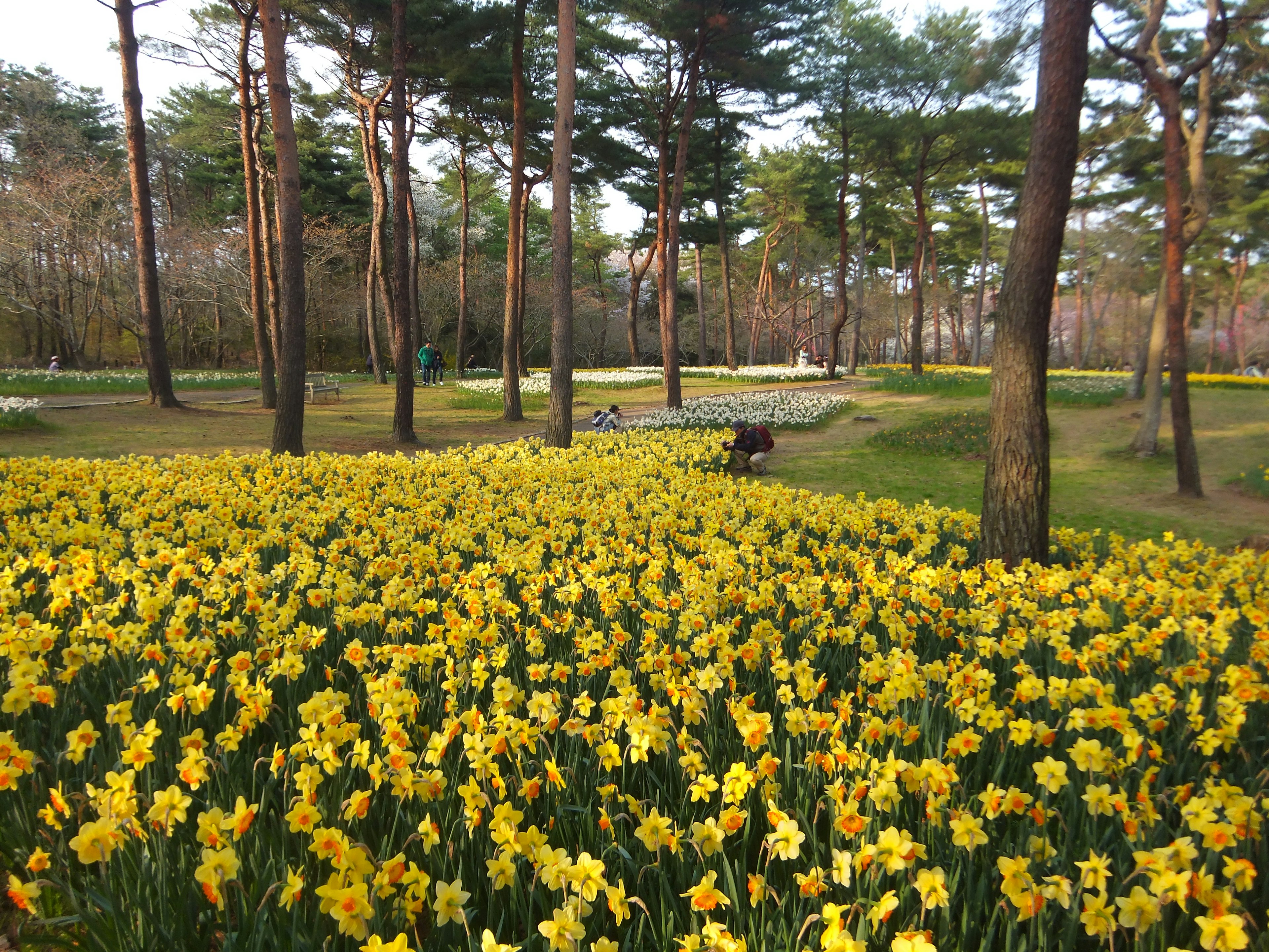 A landscape of blooming yellow daffodils in a park